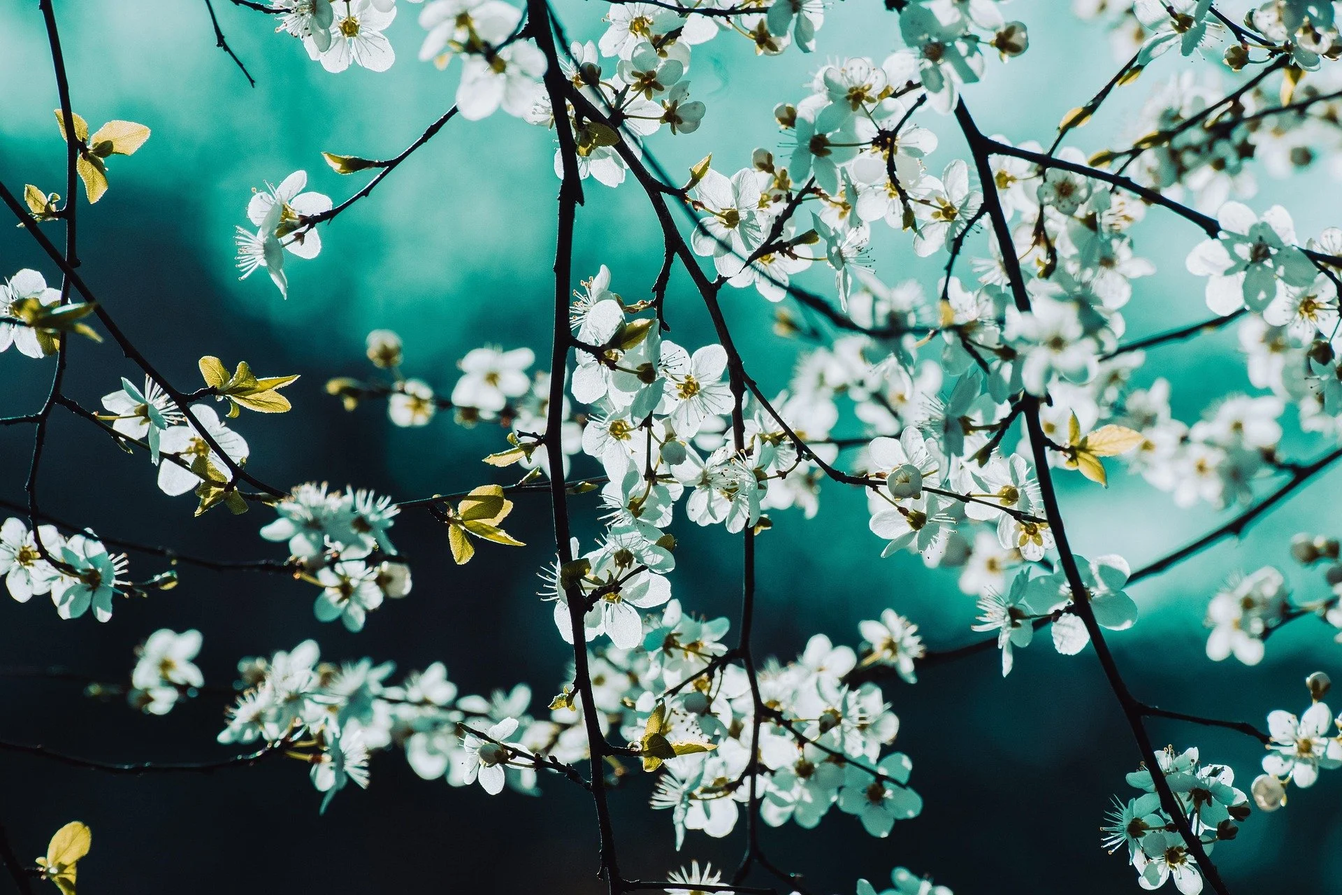 PSA.wal_172619-blossoms-6991112_1920.jpg