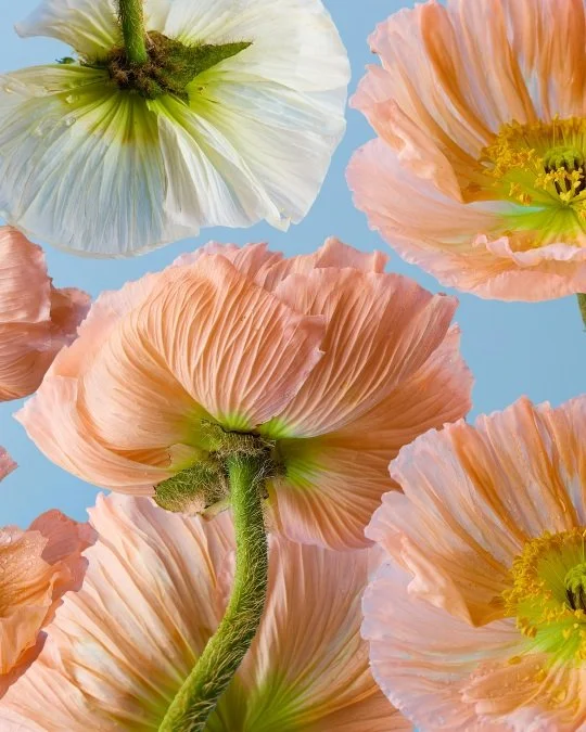 Platinum Vendor Partner