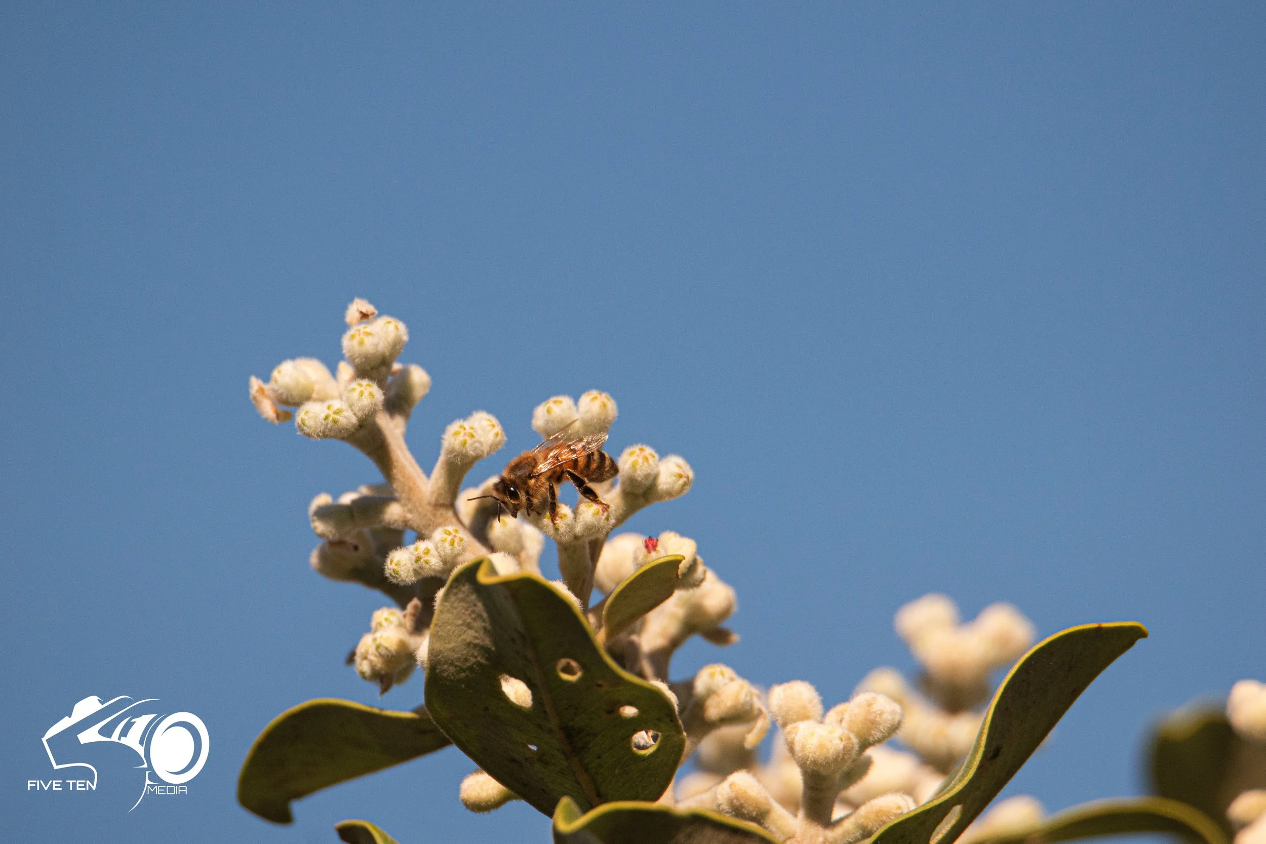 BLUE SKY BEE.jpg