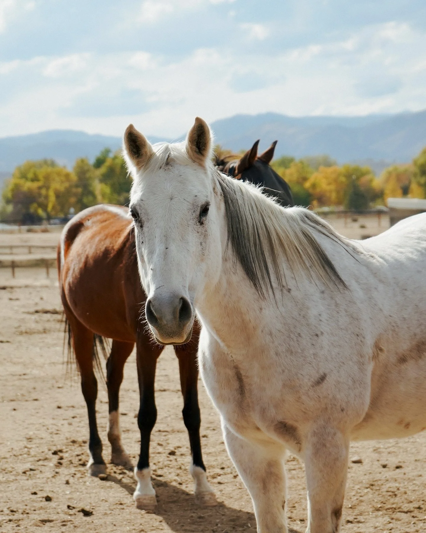 During an evacuation, every minute matters &mdash; and so does every vehicle on the road.🚦🐎 

When horse owners request evacuation help through social media or without coordination, it can lead to dual responses, clogged roads, and delayed rescues.