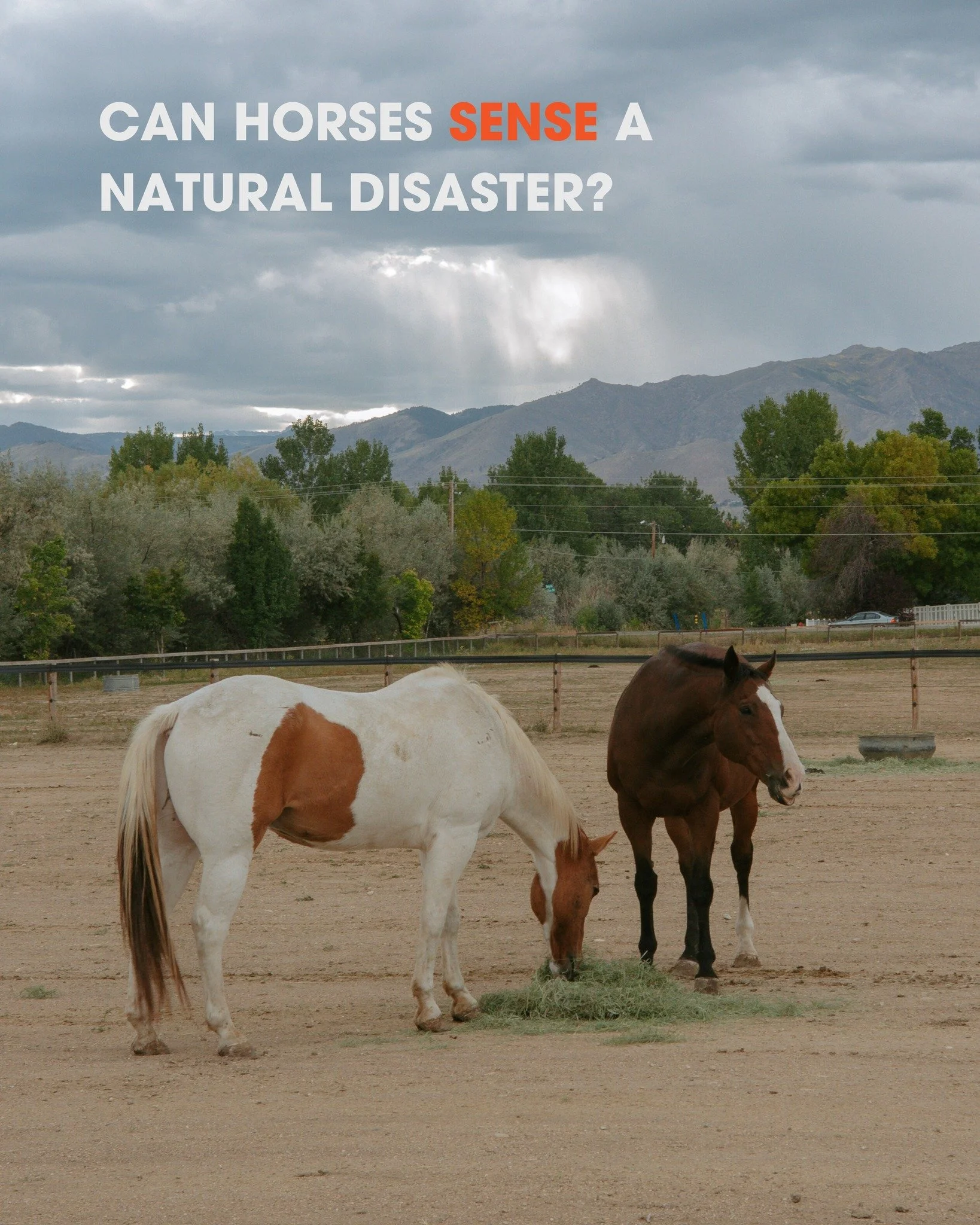 Horses have powerful senses. 🐴✨ They can pick up on sounds, smells, and movements in the environment, even before we do. That&rsquo;s why many horses react quickly to changes that may signal oncoming danger. 

When disasters strike, your horse will 