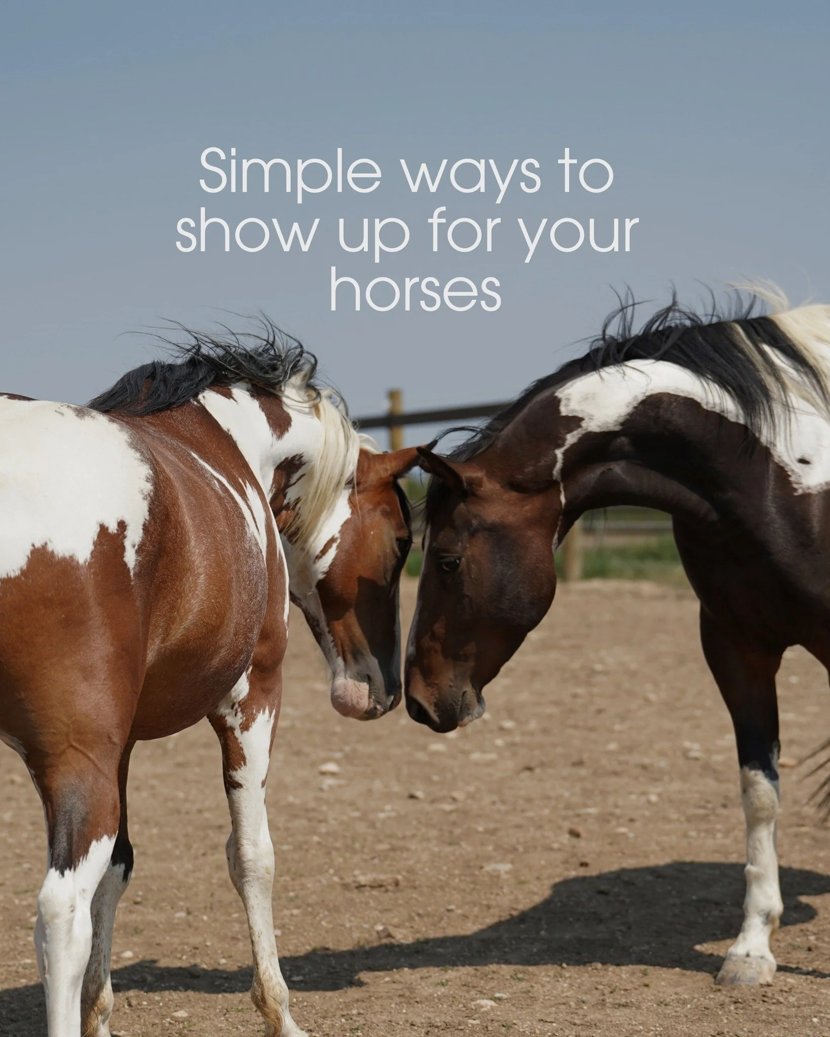 Small steps. Big impact.

✔️ ID tags. Go-bags. A plan you trust.

Preparedness is one of the simplest ways to show up for your horses.

Register your horses or sign up as a volunteer driver to support our equine community. Learn more about preparedne