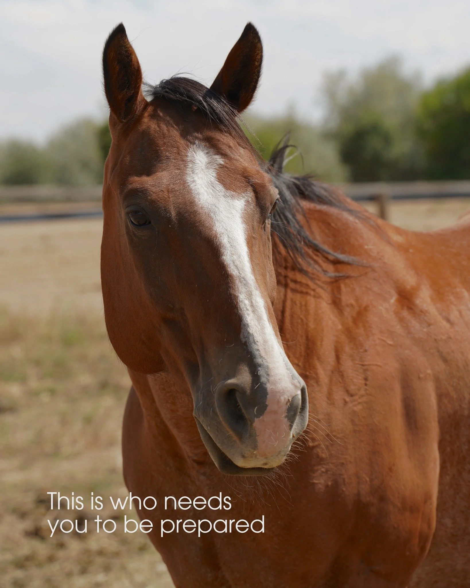 This is who needs you. 🧡

Our horses depend on us. With wildfires and other natural disasters on the rise, our horses need us to have a plan. HorseAlert connects owners with nearby volunteer trailer drivers, helping get horses to safety without dela