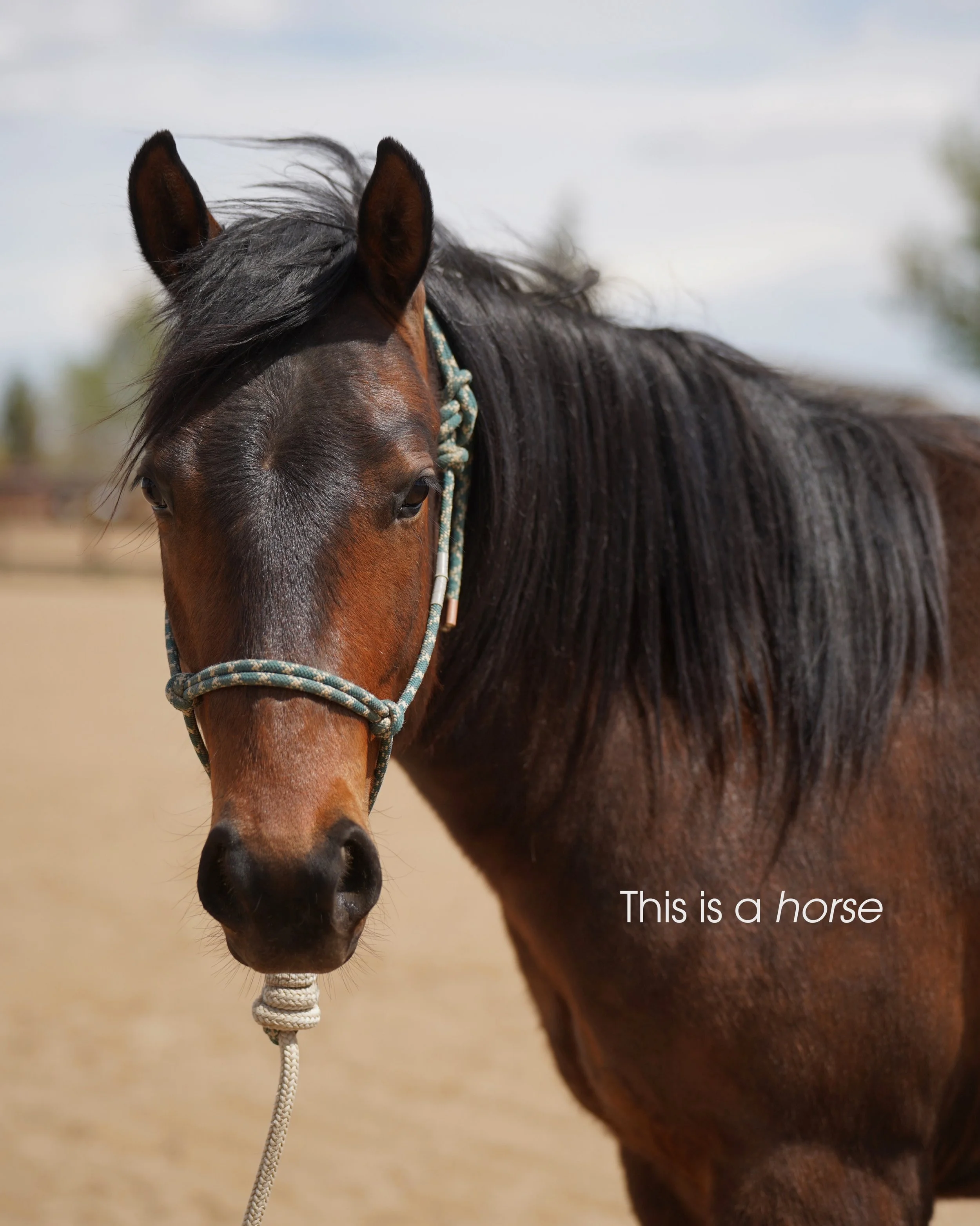 This is our why&hellip; What&rsquo;s yours? ✨

For thousands of years, horses have carried us. 

They&rsquo;ve helped us travel farther, build communities, work the land, and explore the world. They have stood beside us through history, and today as 
