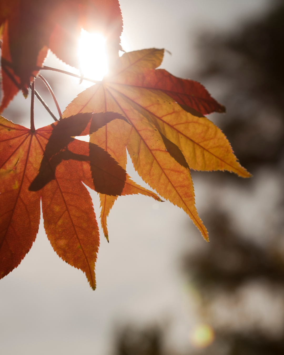 What Should Your Night-Time Skincare Routine Look Like This Autumn? A Doctor's Step-by-Step Guide