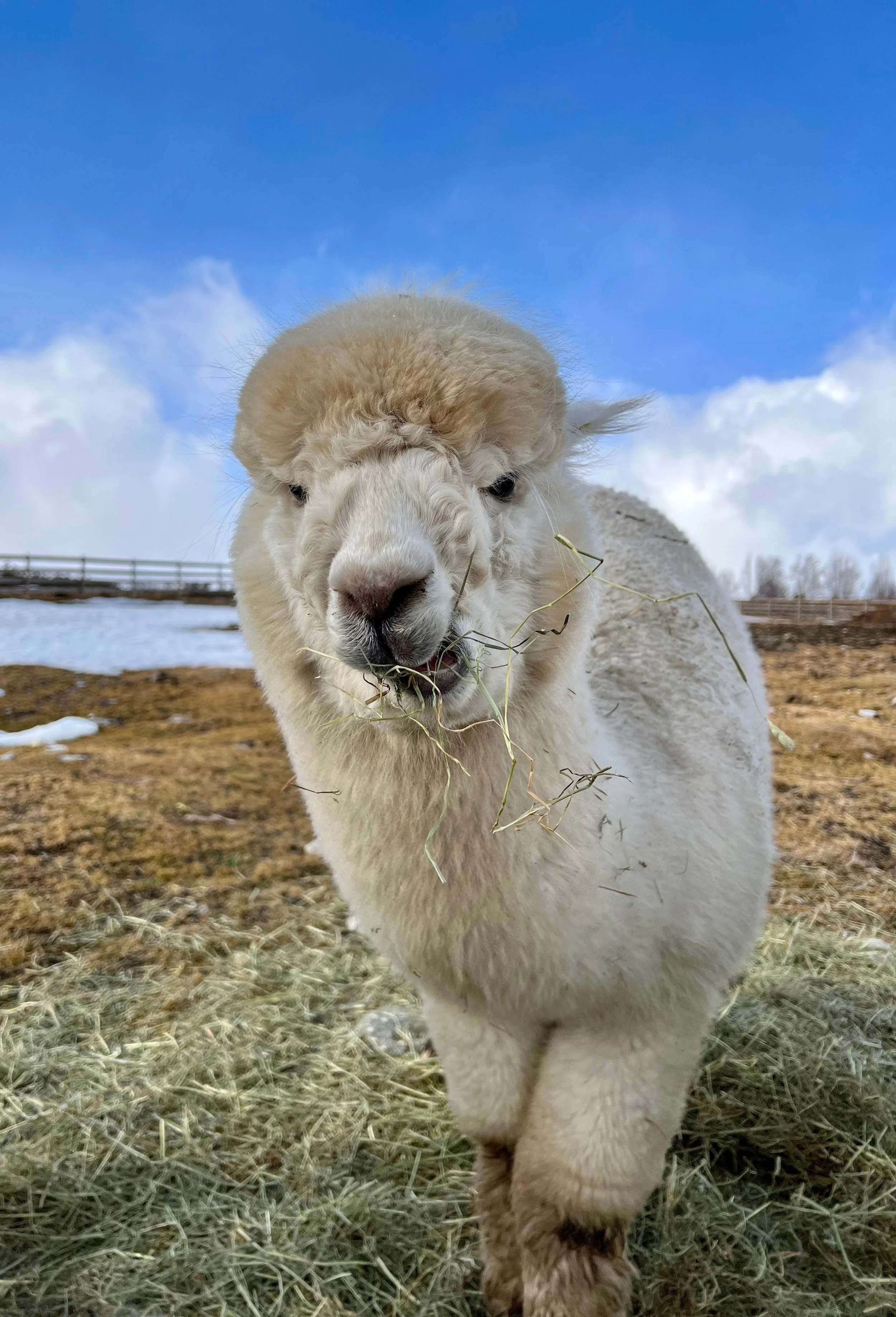 Alpakka 4.jpeg