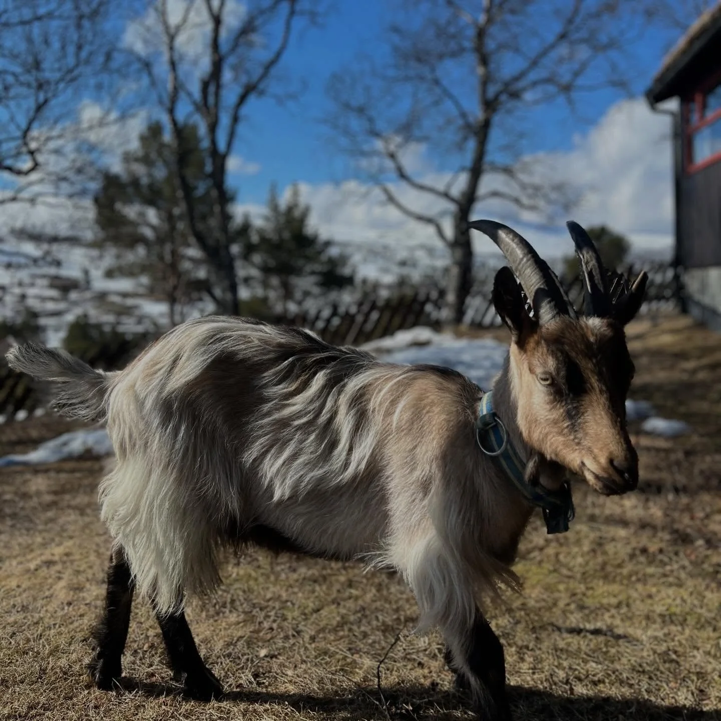 En liten hilsen fra dyrene p&aring; Rondeheim🌿😊 I l&oslash;pet av april har vi g&aring;tt fra vinter til v&aring;r og gleden av &aring; f&aring; bruke mer tid ute er stor hos de fleste. 

#dennorskefjellskolen #rondeheim #rondane #fjellg&aring;rd #