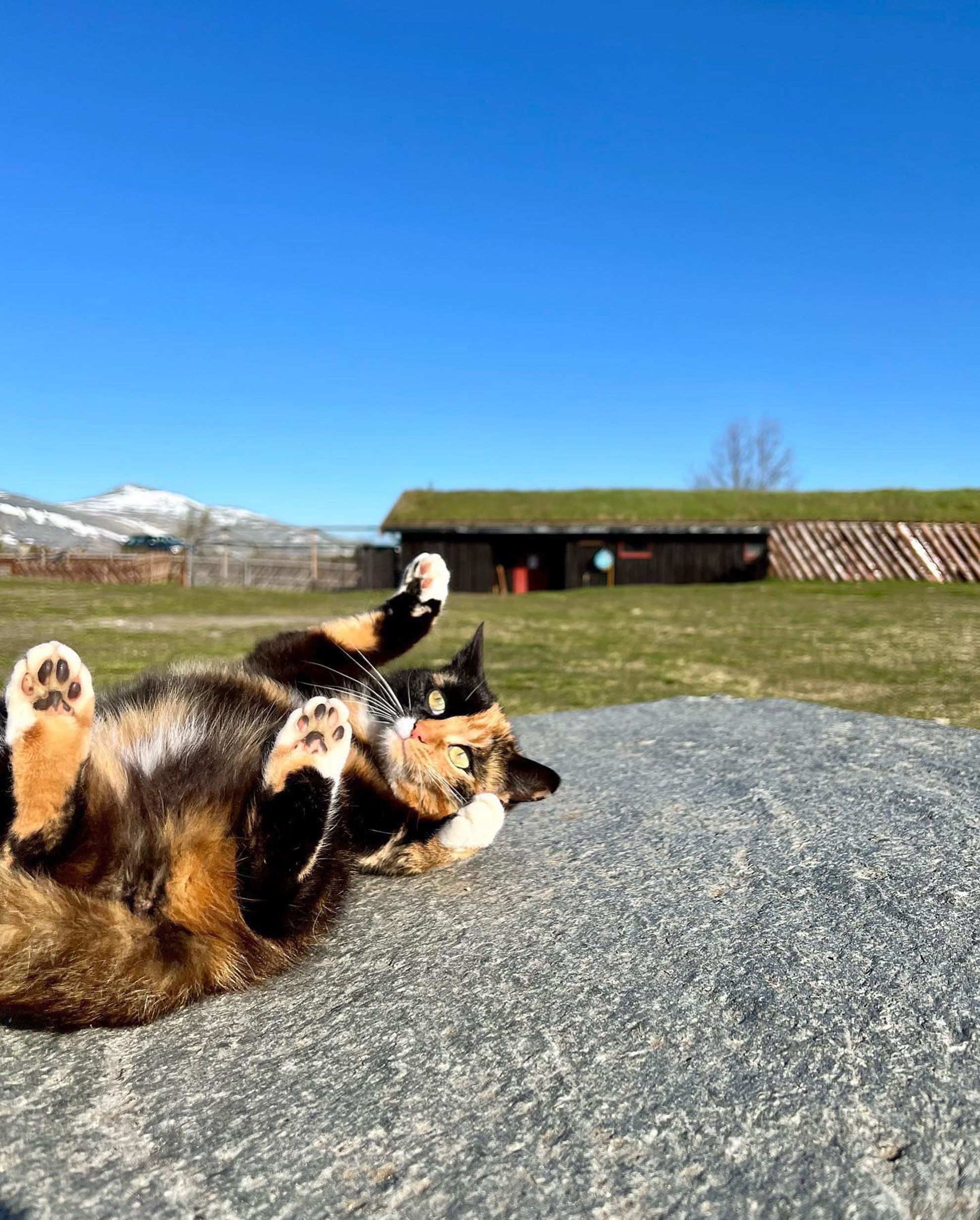 Mjau.jpg