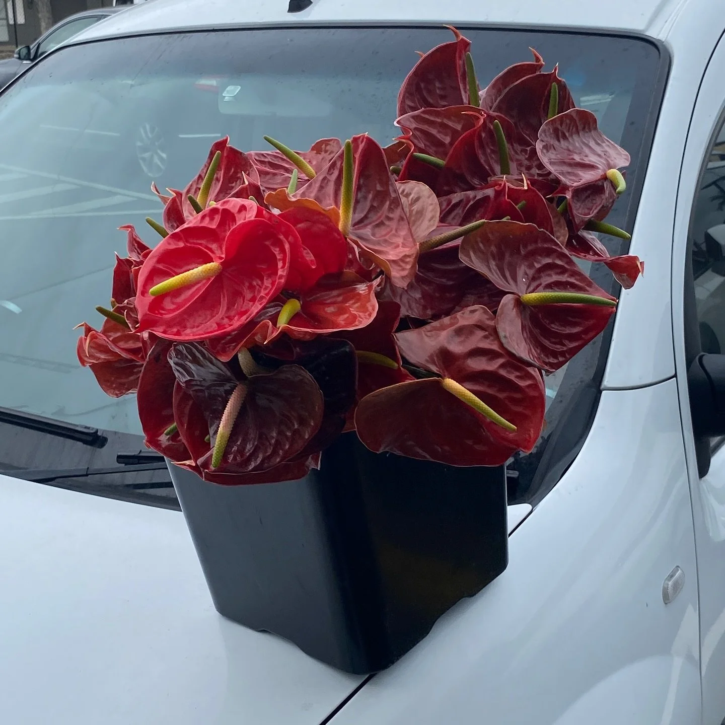 Pure luxury = the anthurium!!