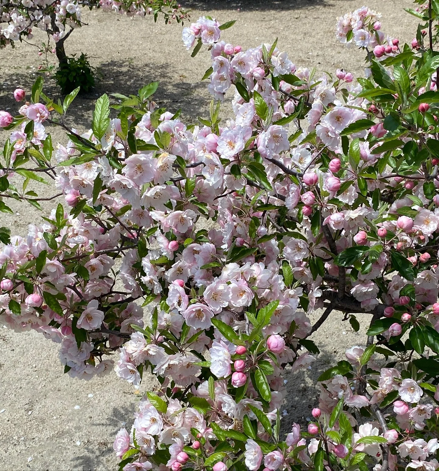 Flowers from our south aus road trip, some wild &amp; some planted! 🪻🪻

Australia so large and vast, creating many different landscapes to ours. It&rsquo;s interesting to see where different flowers thrive across the region. 
Wherever you go (even 