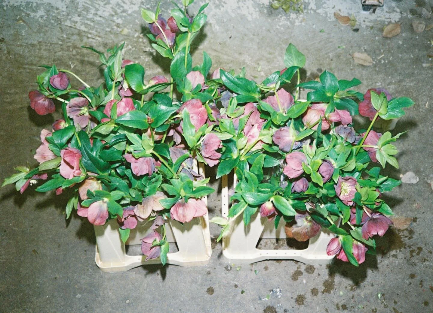 As the seasons begin to change I&rsquo;m excited to see the beautiful winter blooms again - like these hellebores! And more!