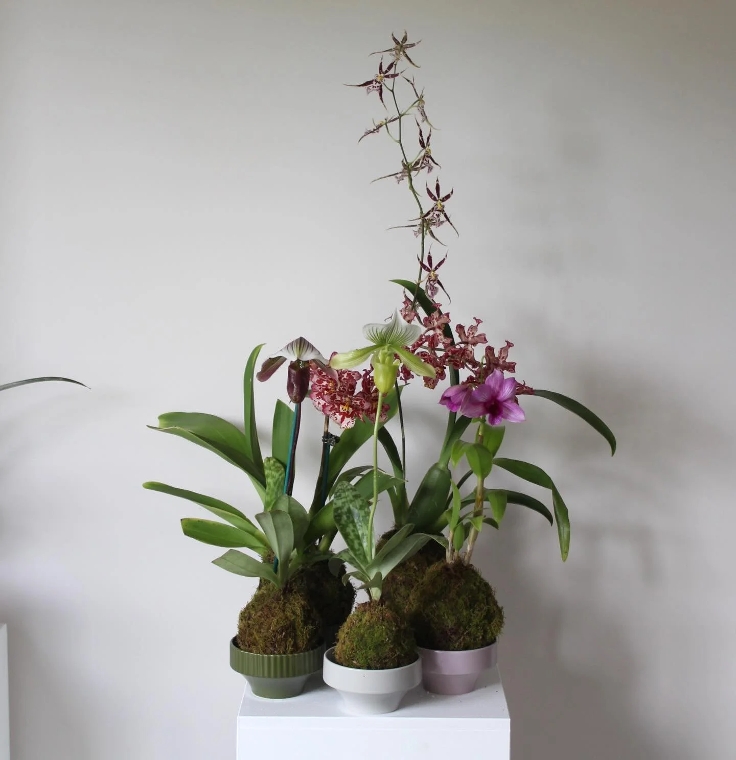 ₊˚⊹♡ Mother&rsquo;s Day Kokedamas₊˚⊹♡

Now live on our website! 

This year we will be offering a range of Australian grown specialty orchids crafted into a kokedamas presented on a ceramic pebble dish. 

Kokedama is a Japanese living art form the wo