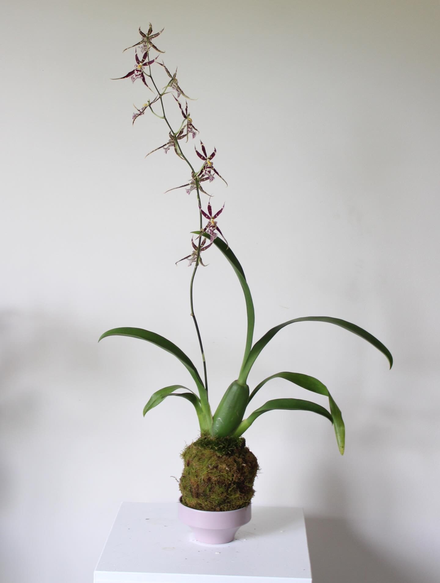 Beautiful people&hellip;.. Mother&rsquo;s Day is this Sunday ! What ! 
One final day remains to place your orders via our website :) 

Orchids get a bad rep for being hard to care for - but this is often because they are gifted in glass vases or pots