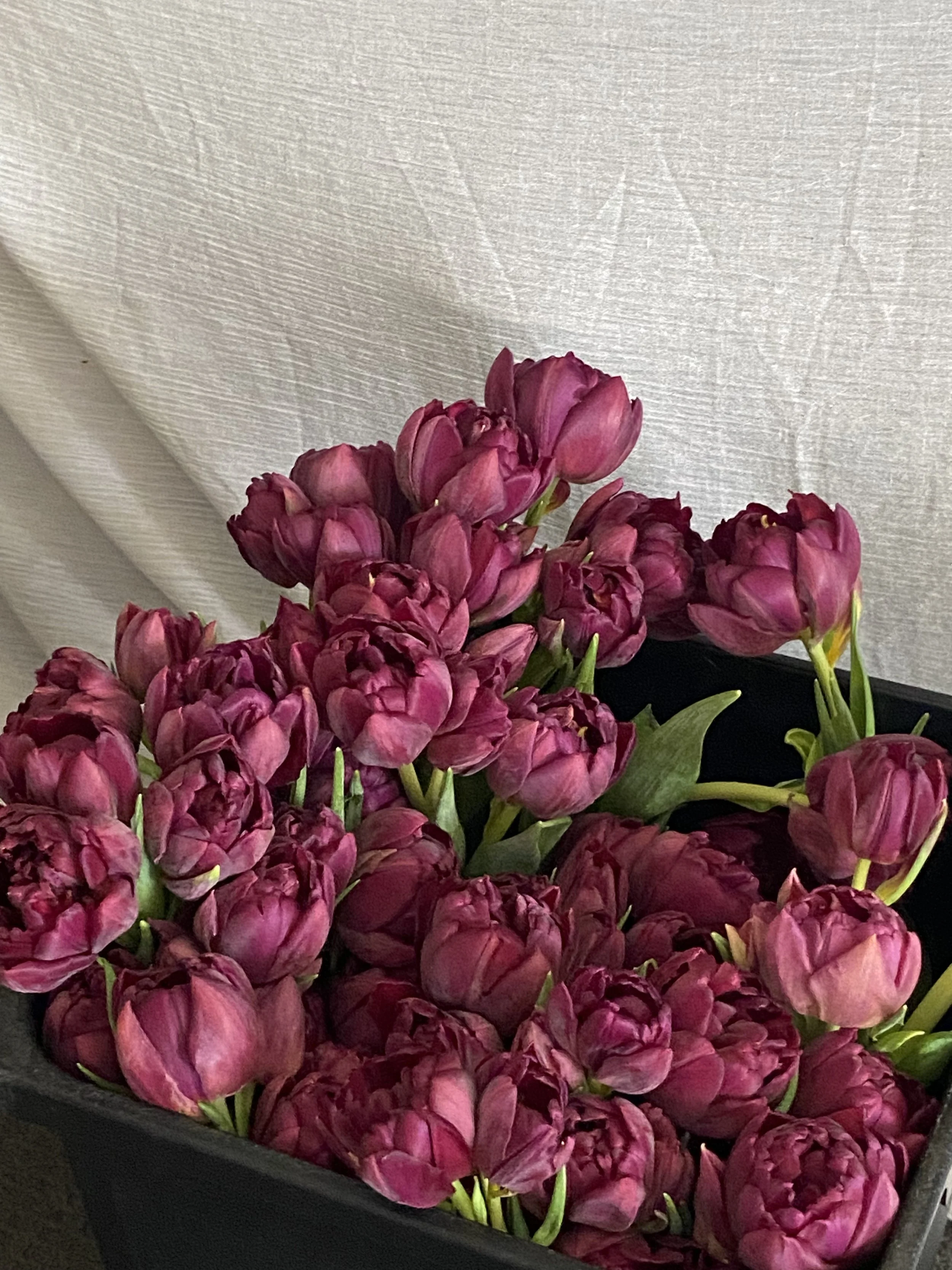 A bunch of pink and purple tulips in a black container against a textured beige background.