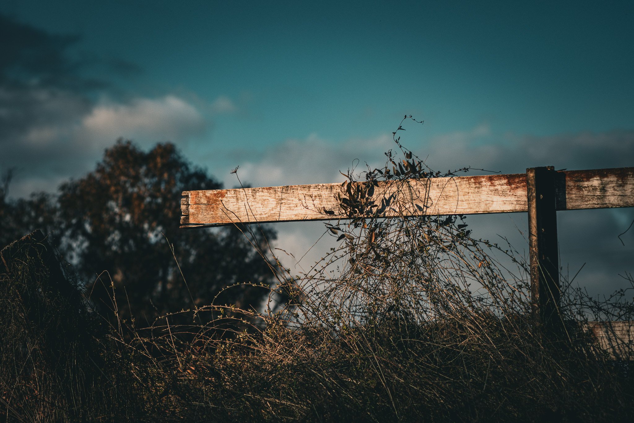 7/9/25

#canon #photography #armidale