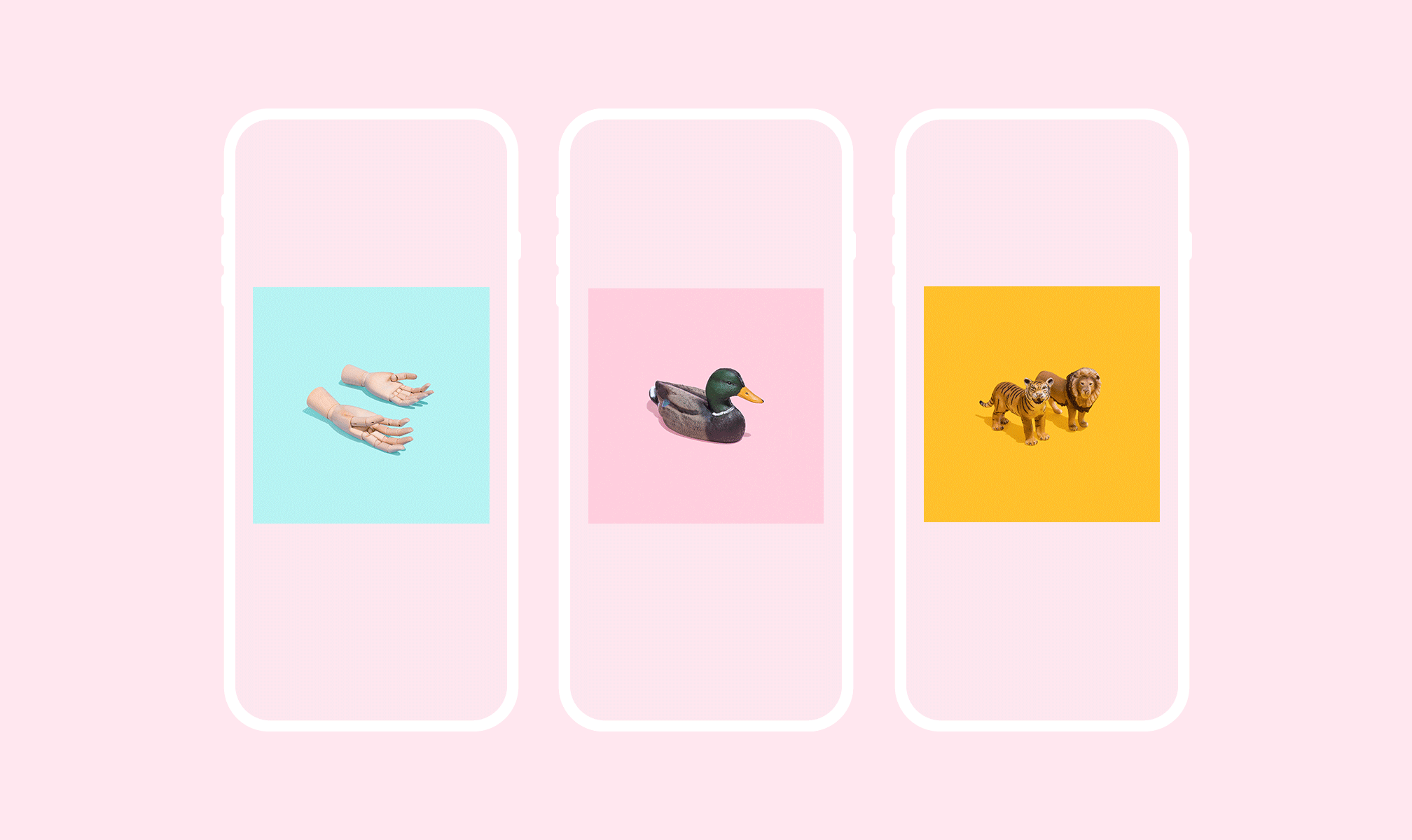 Coastella Social animation