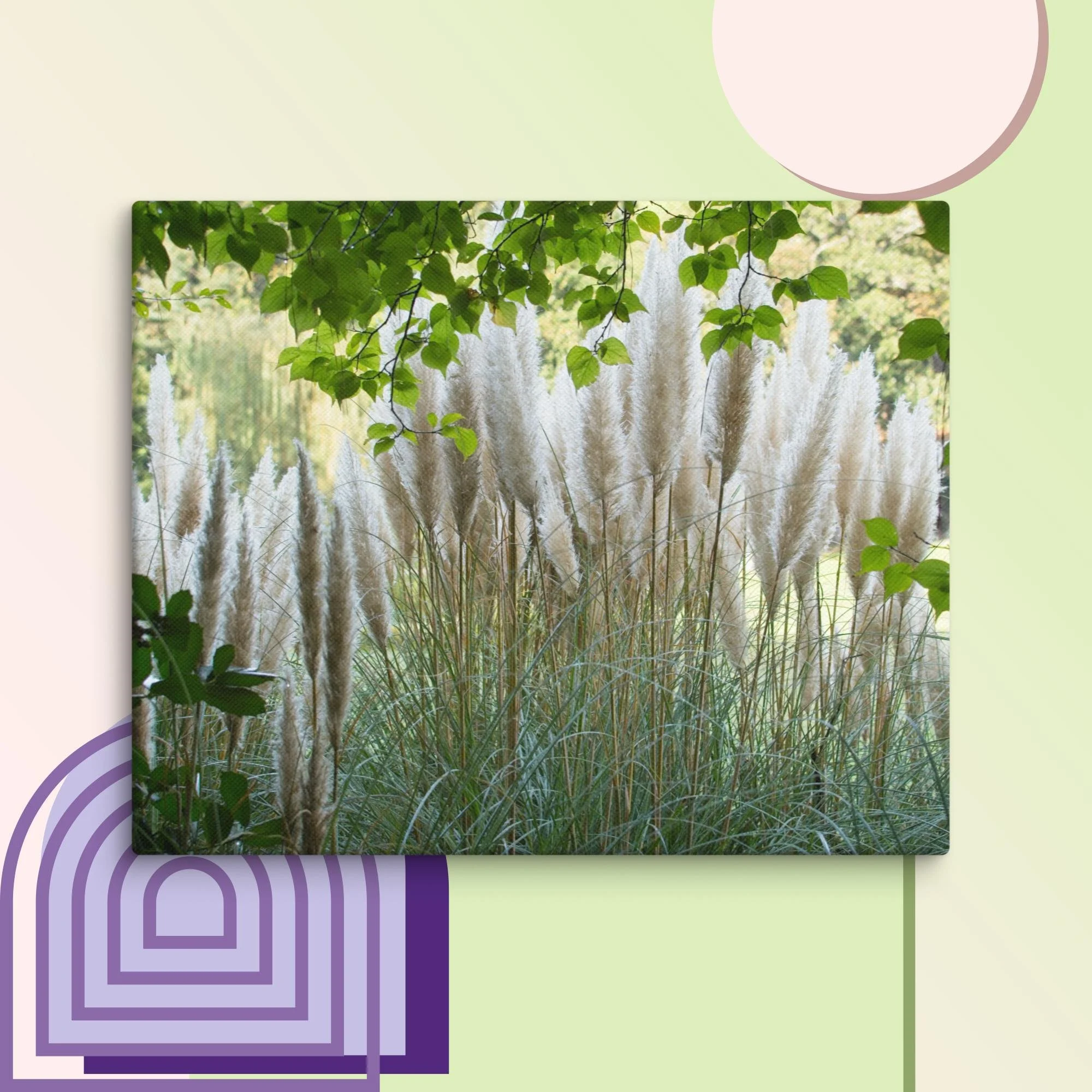 Peek-a-Boo Pampas Grass — Coopa Studio