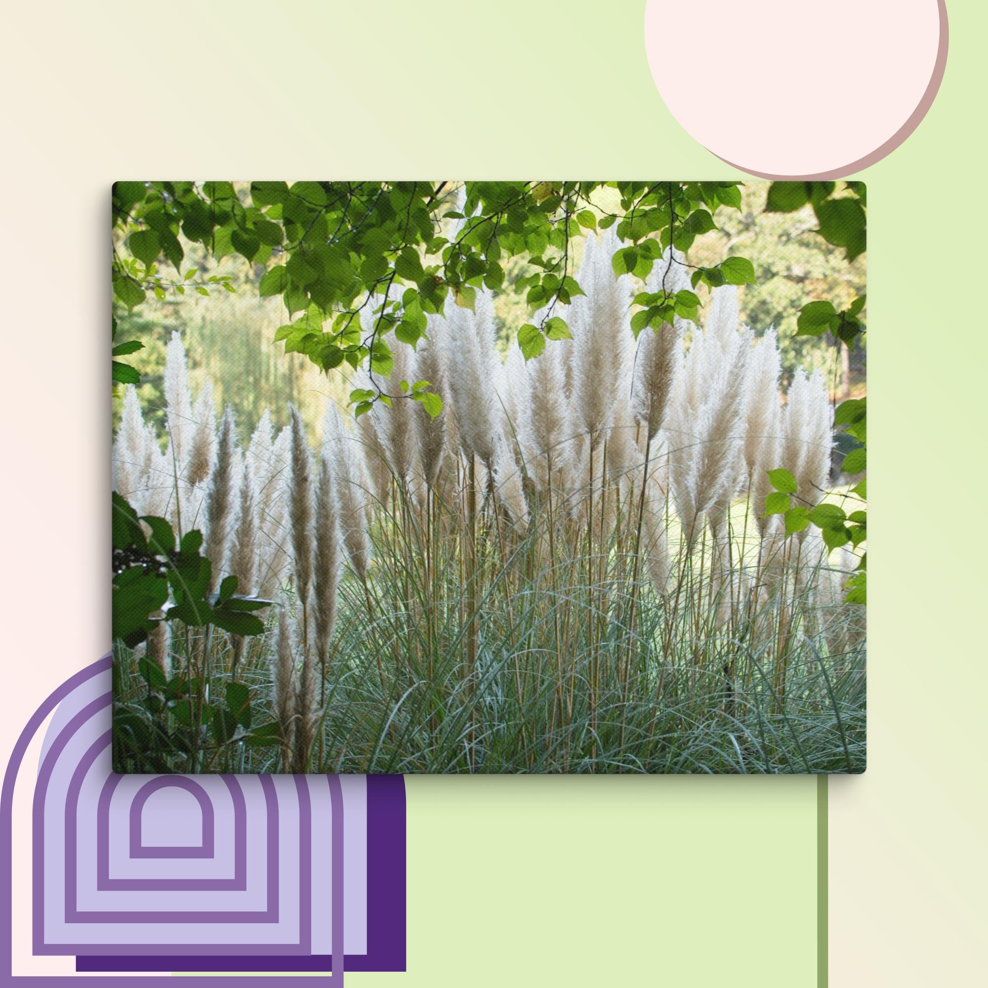 Peek-a-Boo Pampas Grass — Coopa Studio