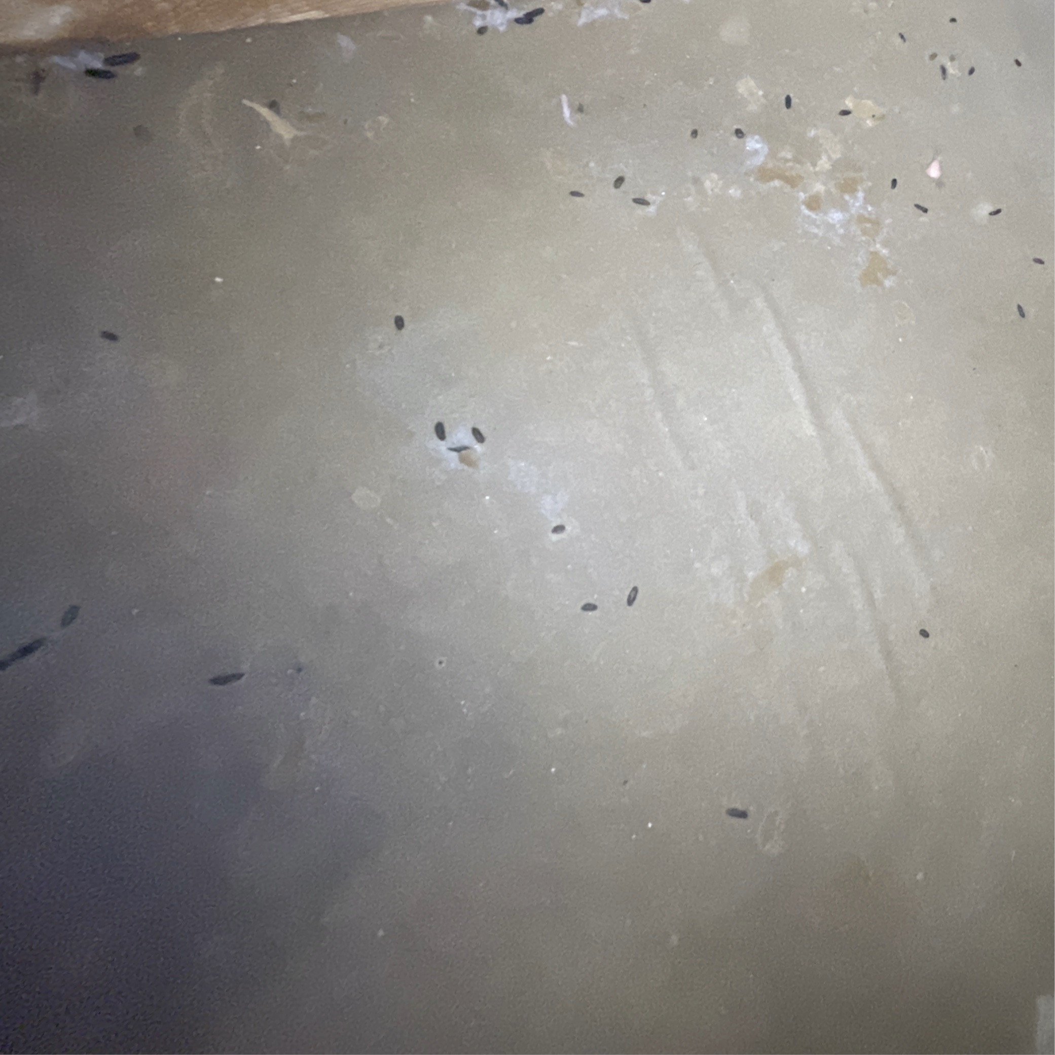 Rodent droppings. You have, or previously have had, rodents occupying your loft space. Contact a pest control company who can safely remove the rodents if still present.