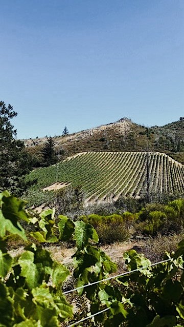 Cavedale Vineyard sits at 1,850 FT on Moon Mountain