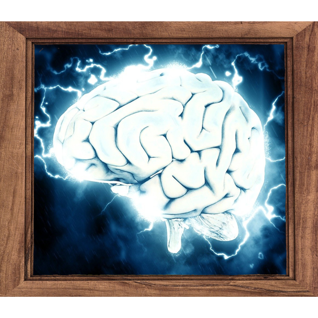 Windows of Opportunity: Critical Periods in Brain Development