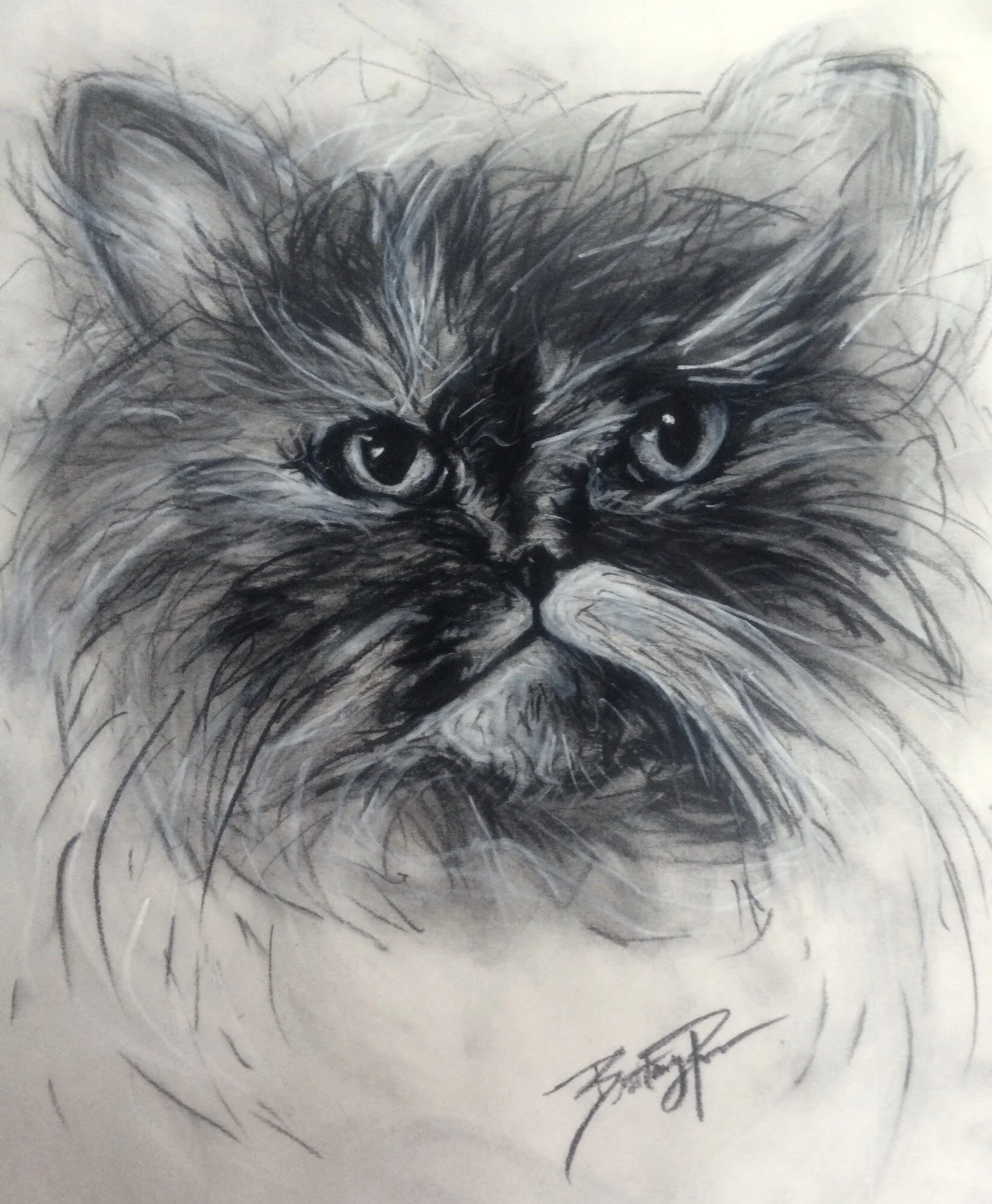 Miss Meow - Charcoal Sketch on Paper