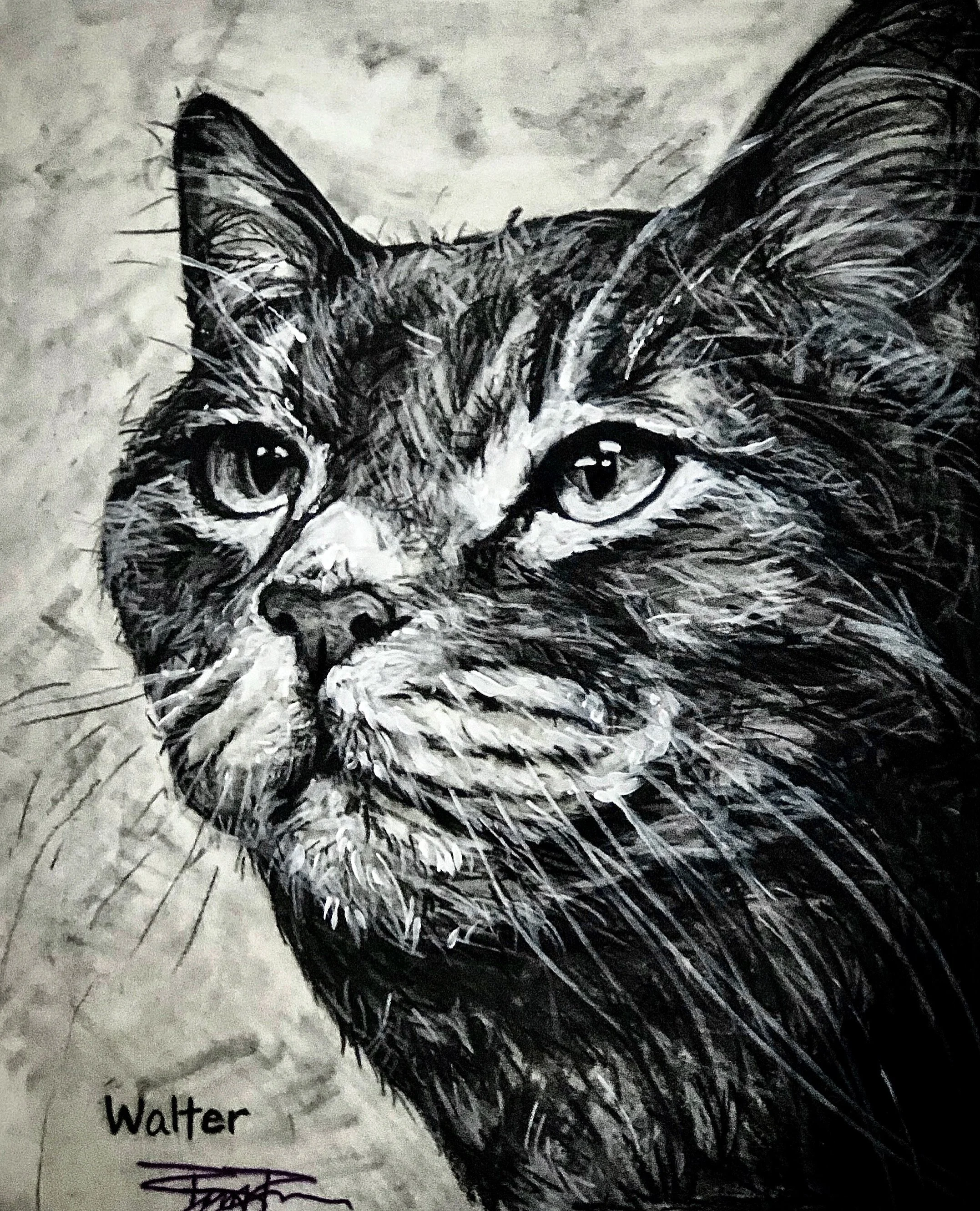 Walter the Hospital Kitty - Charcoal Sketch on Paper