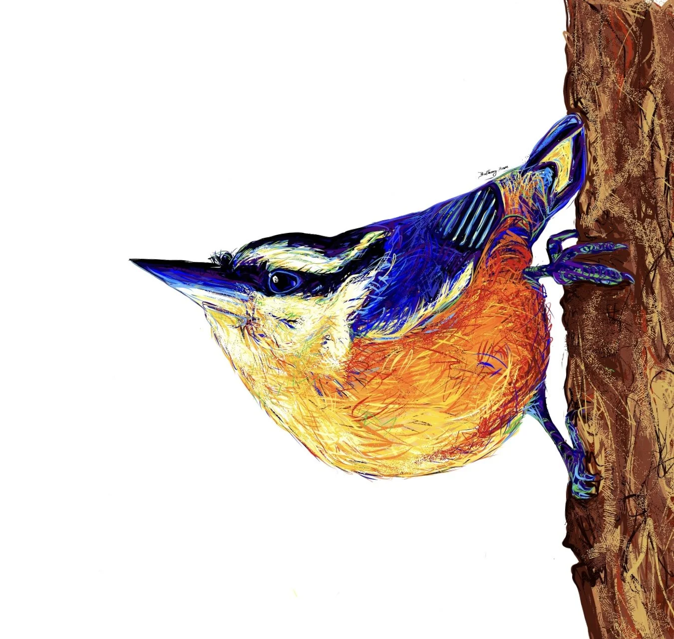 Red-Breasted Nuthatch - Digital Painting