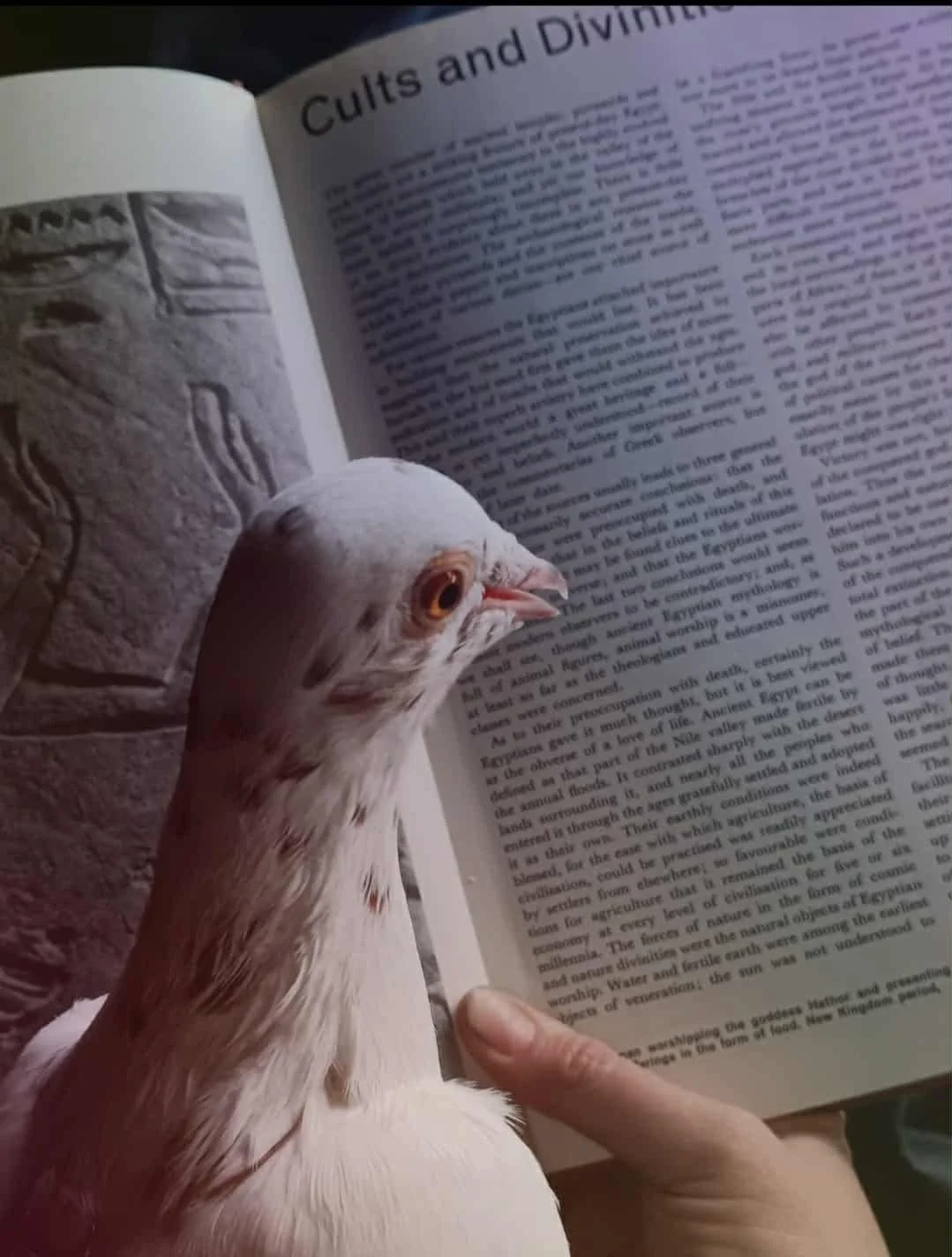 Casting Spells with Your Best Friend: Why ‘Familiar’?
