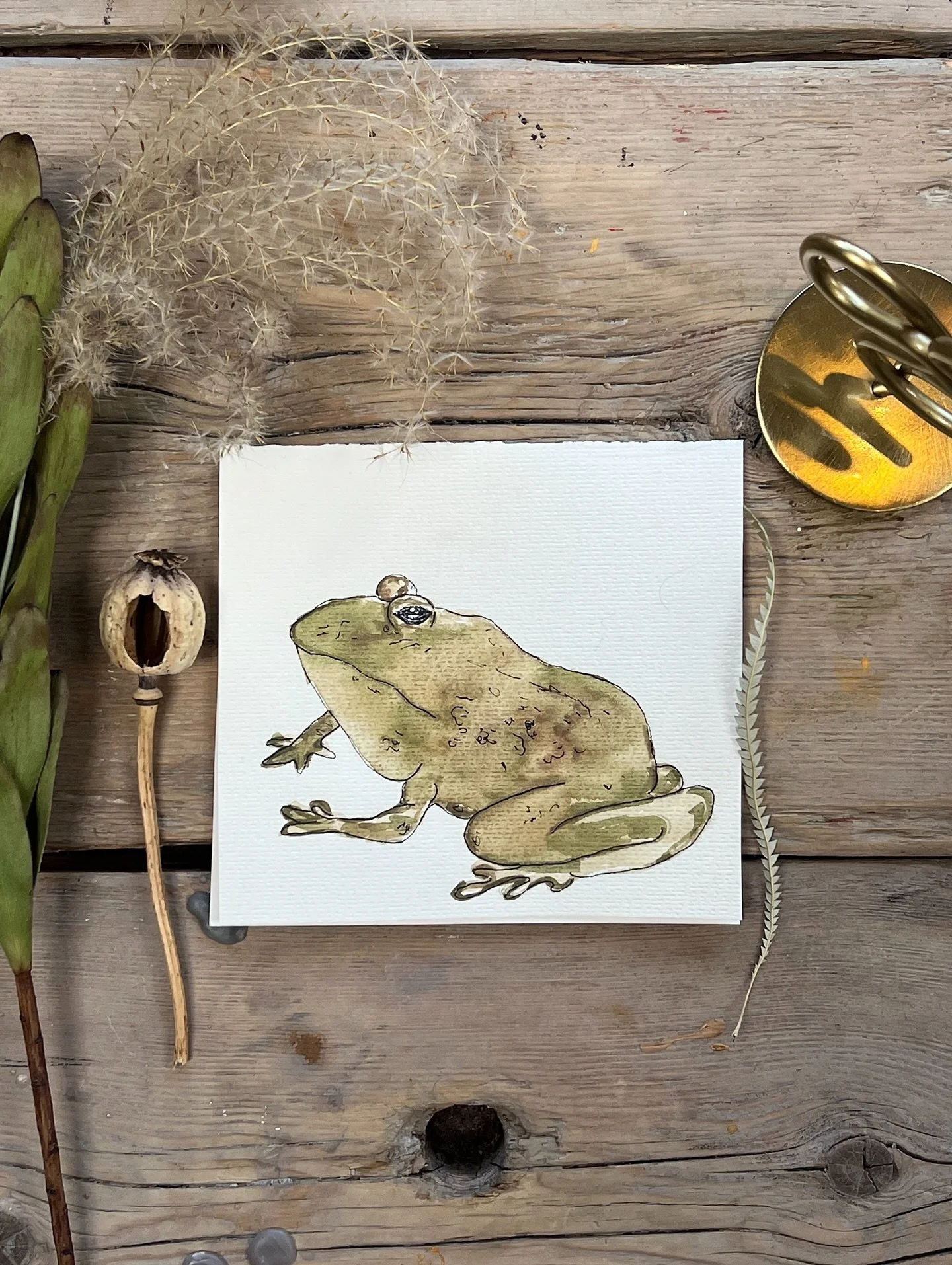 A little pause in the wild for Mr Toad 🐸🐞🐛