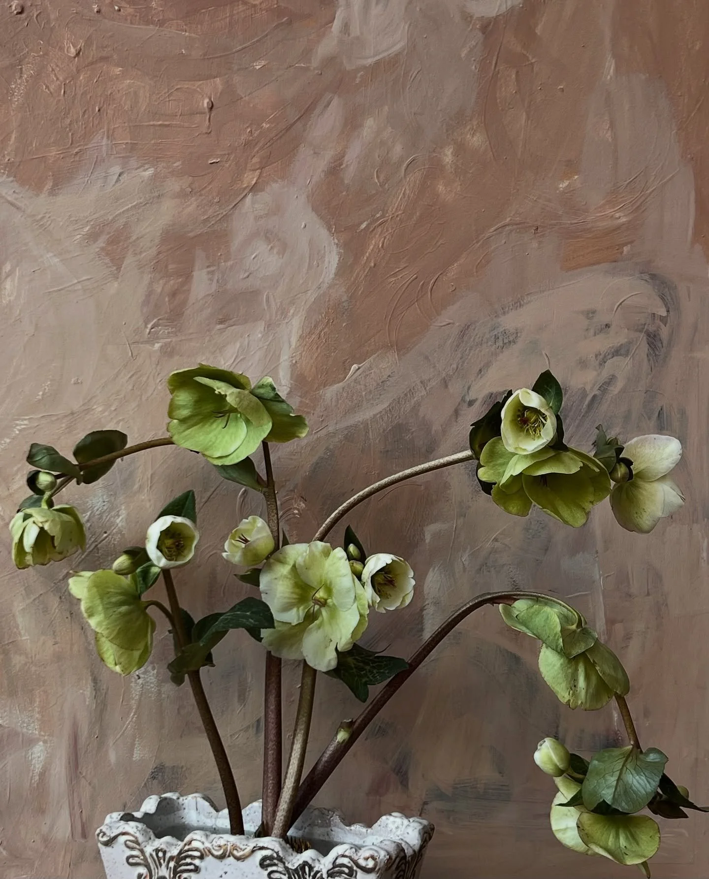 Hellebores ✽ ✽