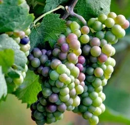 Wine Grapes