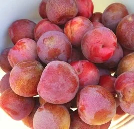 Plums & Plouts
