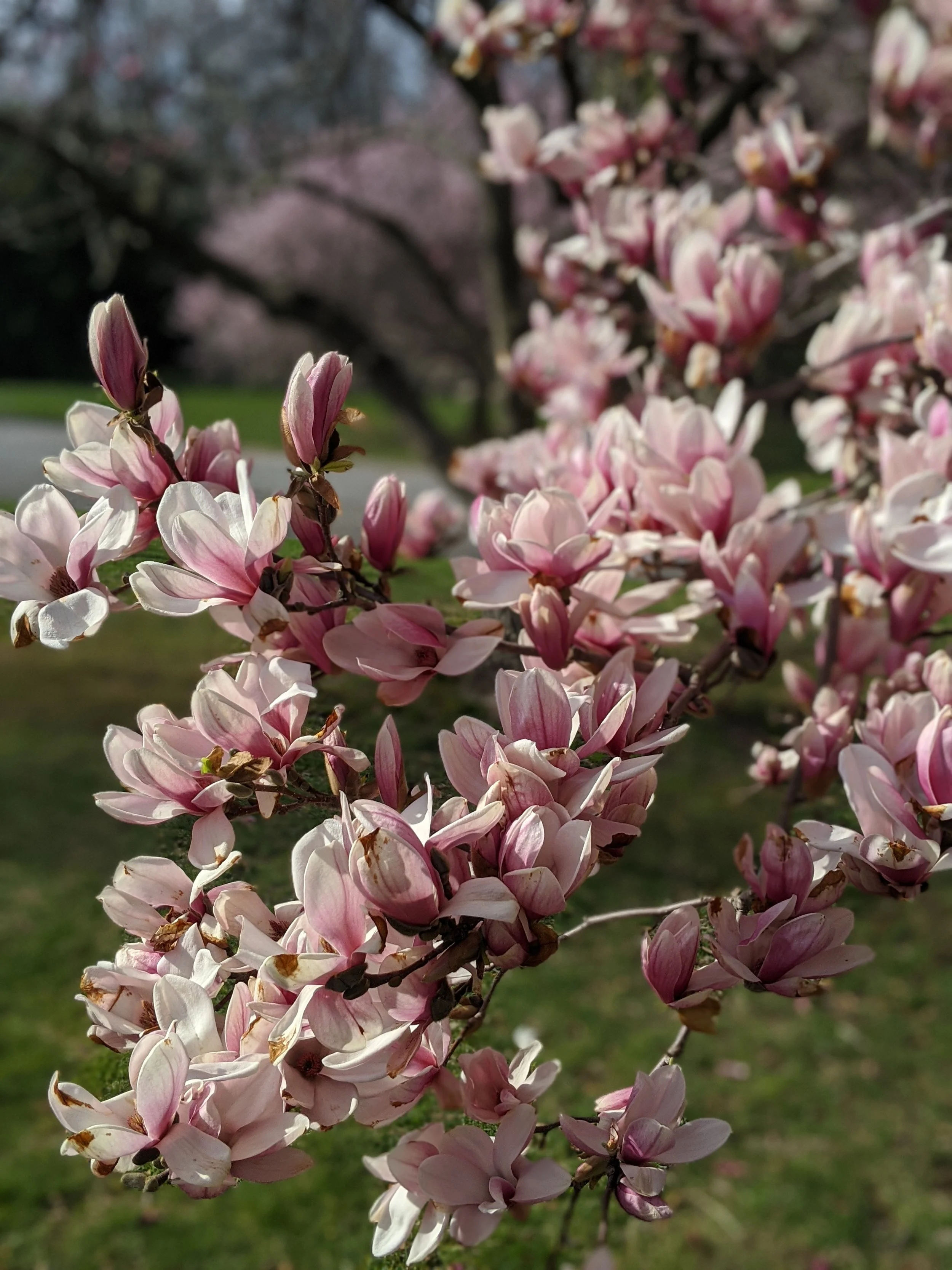 Spring Equinox Celebration