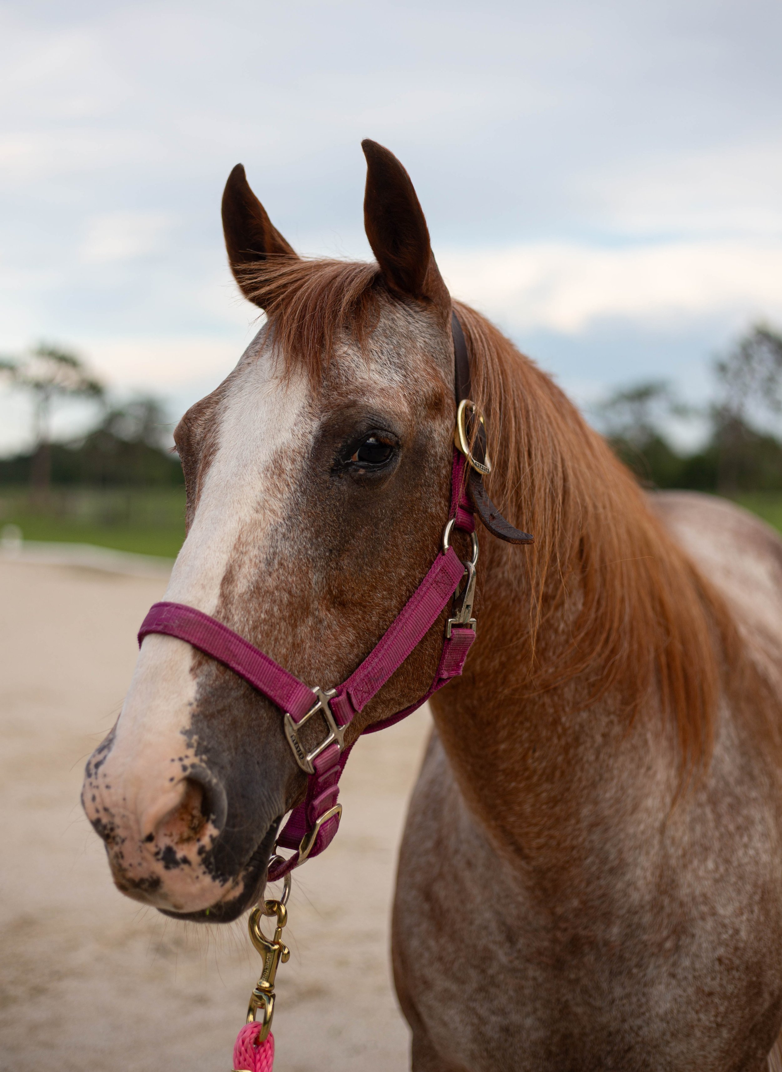 About | Experience Healing Today — Eirene Ranch