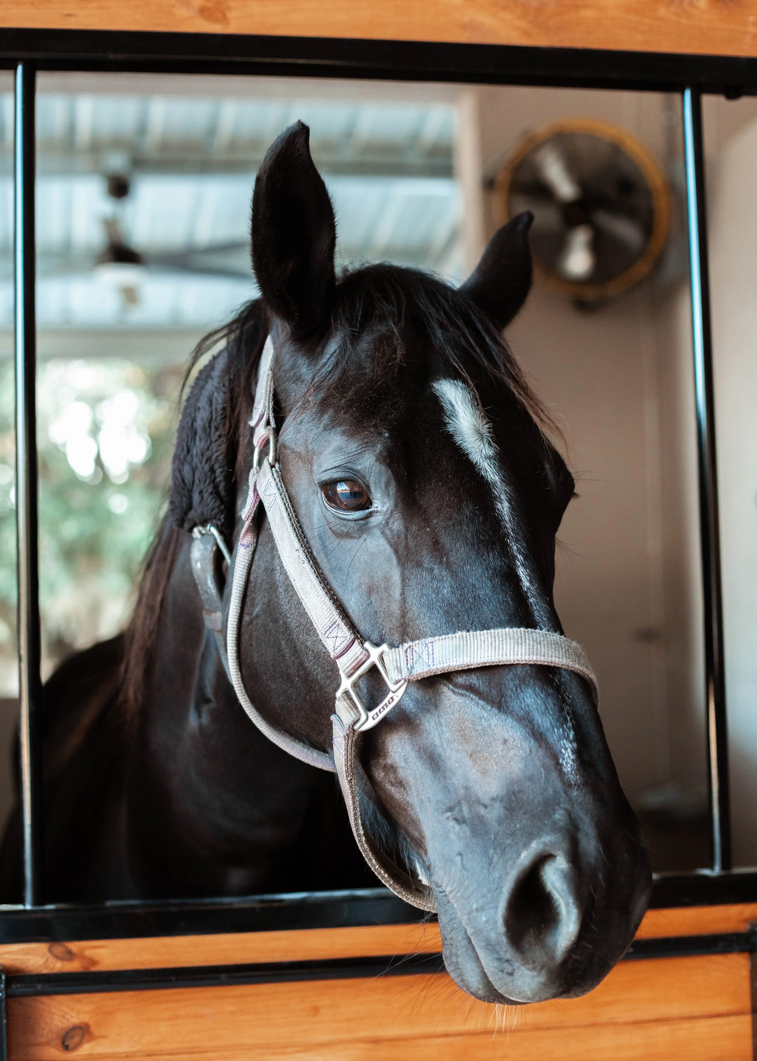 A close-up of a black horse with a white stripe on its face, wearing a halter, peeking out from a stable.