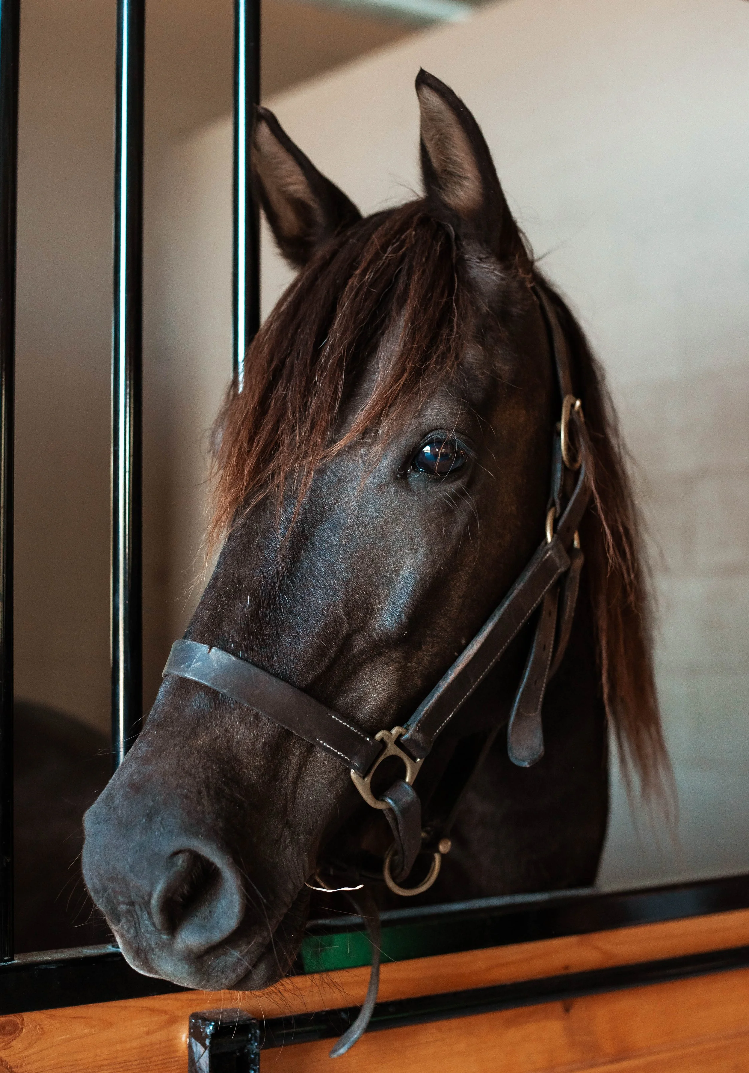 Mitzi in Stall