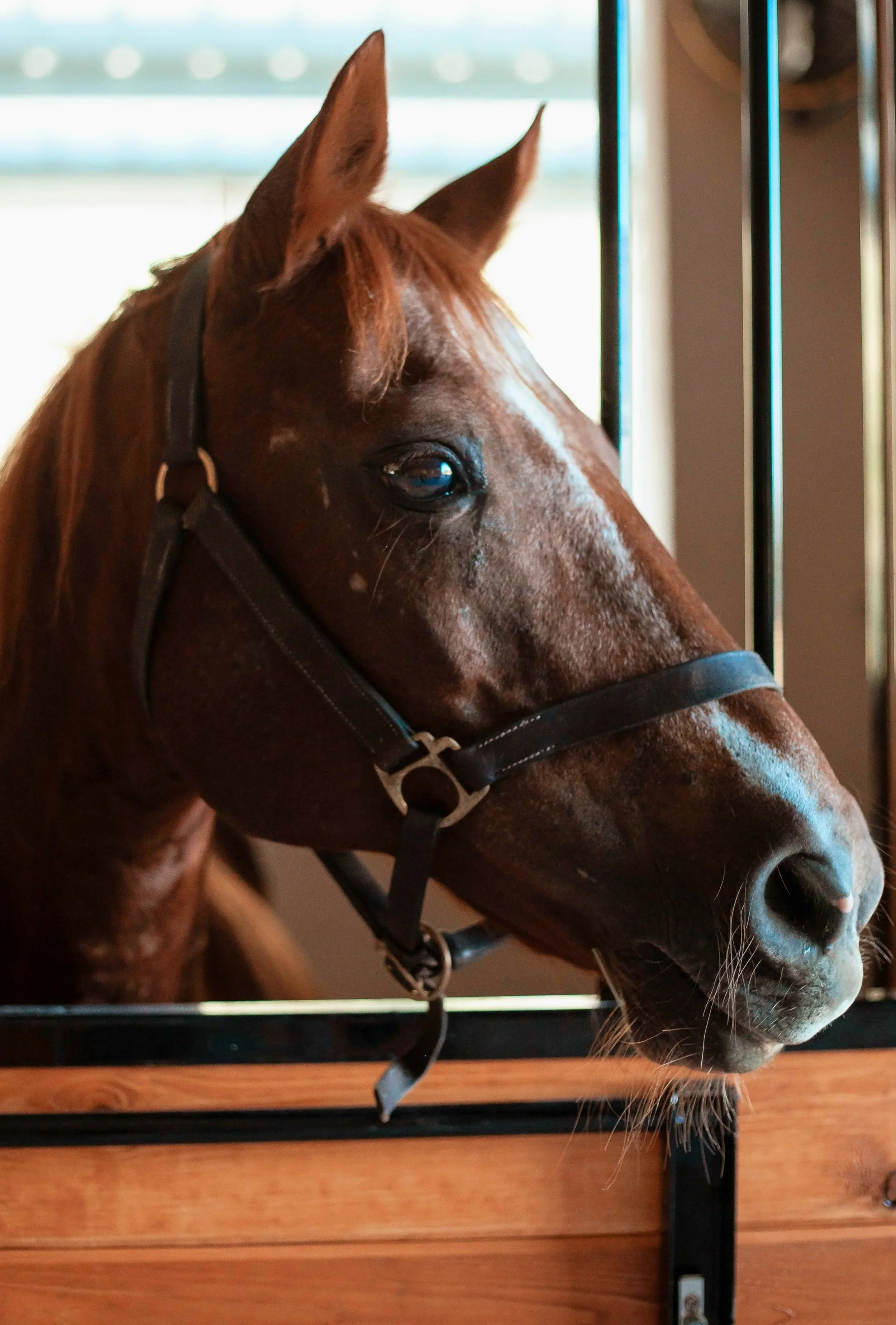 Gigi in Stall