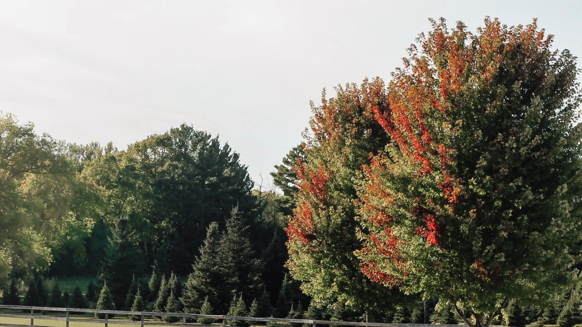 A Farm-to-Table Wine Dinner at Sandhill Tree Farm