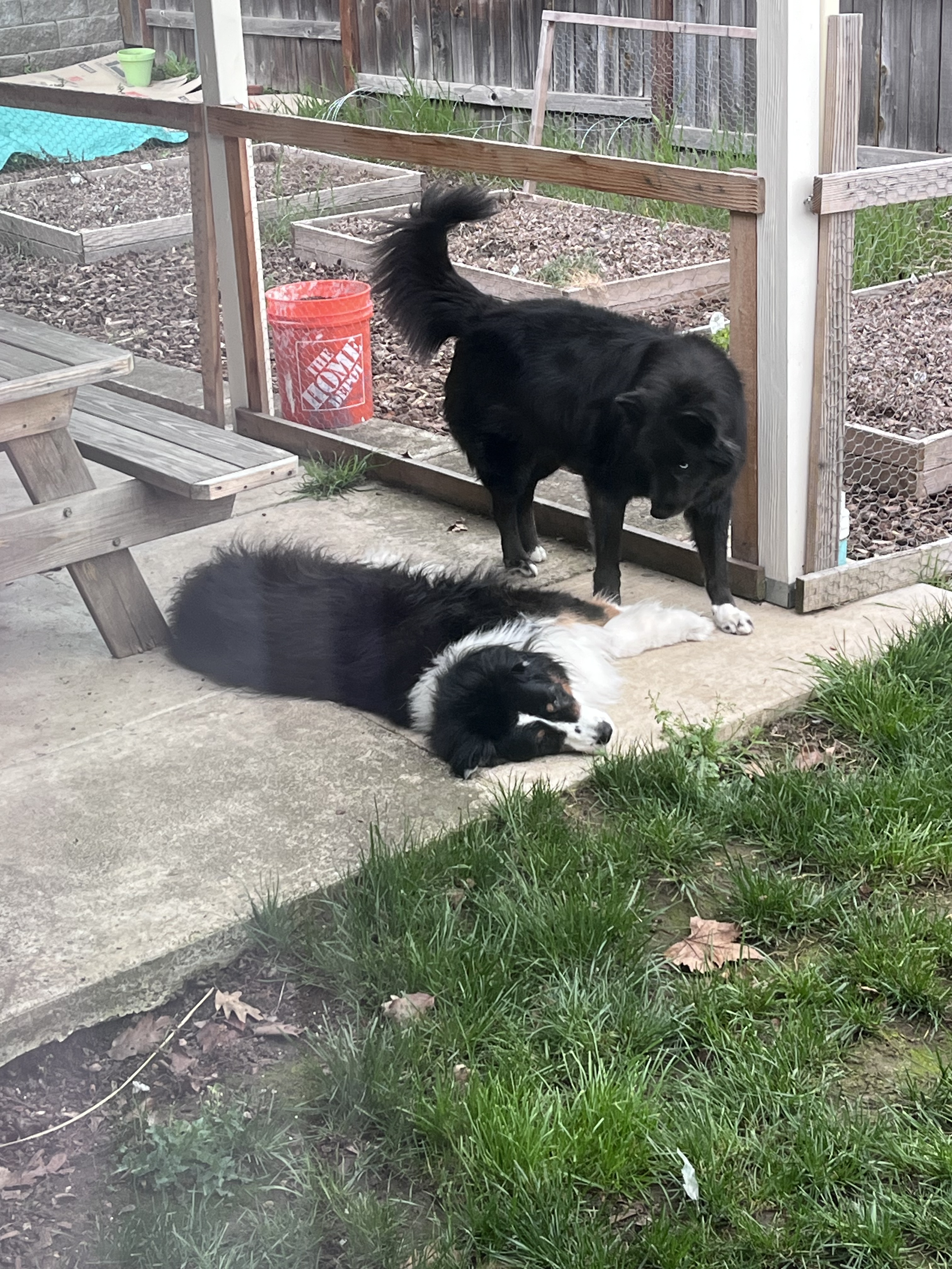Two dogs meeting and socializing outdoors during a behavioral modification session with Zoomies Dog Training in Corvallis, OR