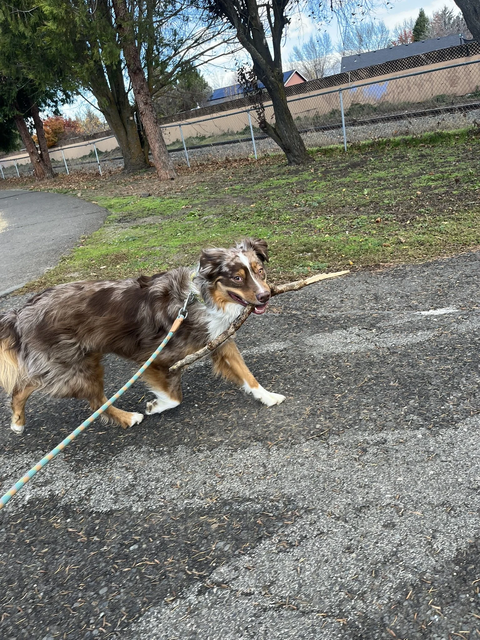 Australian Shepherd building leash walking skills through positive reinforcement training with Zoomies Dog Training in Linn-Benton County, OR