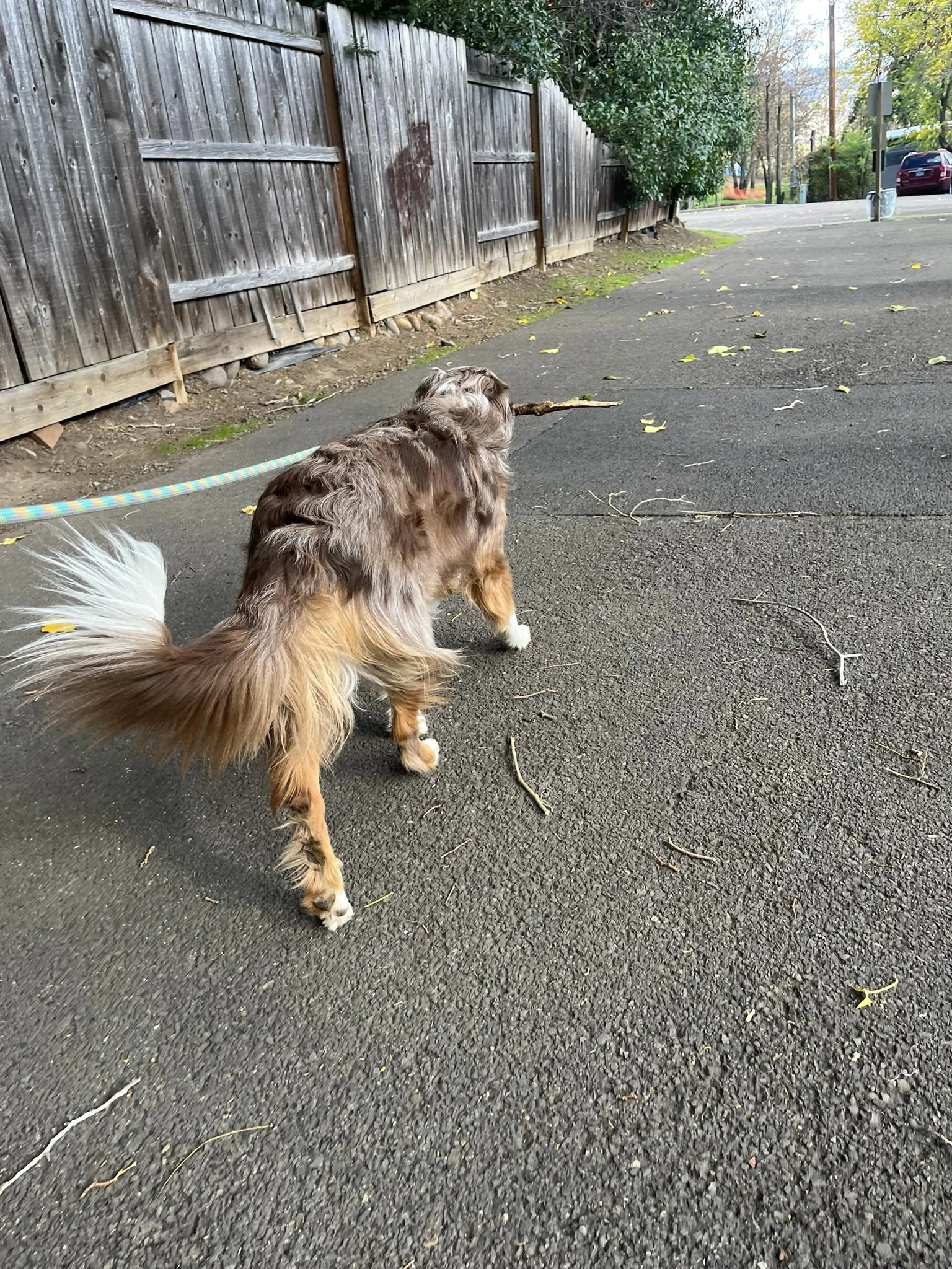 Australian Shepherd practicing positive reinforcement leash walking with Zoomies Dog Training in Corvallis, OR