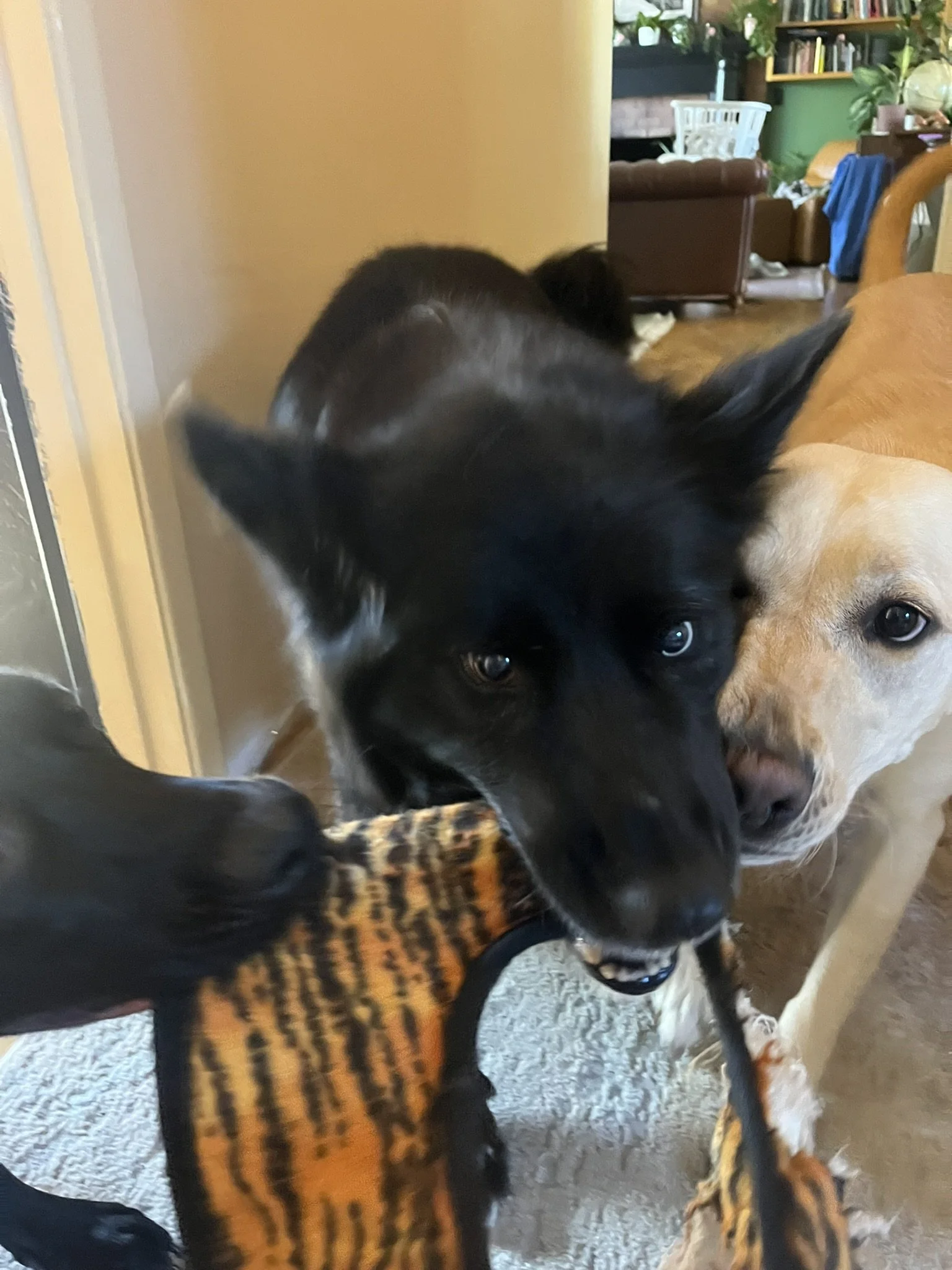 Three dogs engaged in supervised social play — part of behavioral modification and socialization training at Zoomies Dog Training in Linn-Benton County, OR