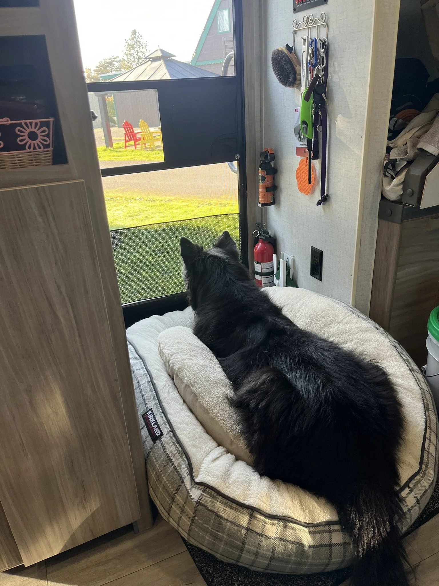 Hazel demonstrating a calm settle and place command — a core skill taught in Zoomies Dog Training's obedience and behavioral modification programs in Corvallis, OR