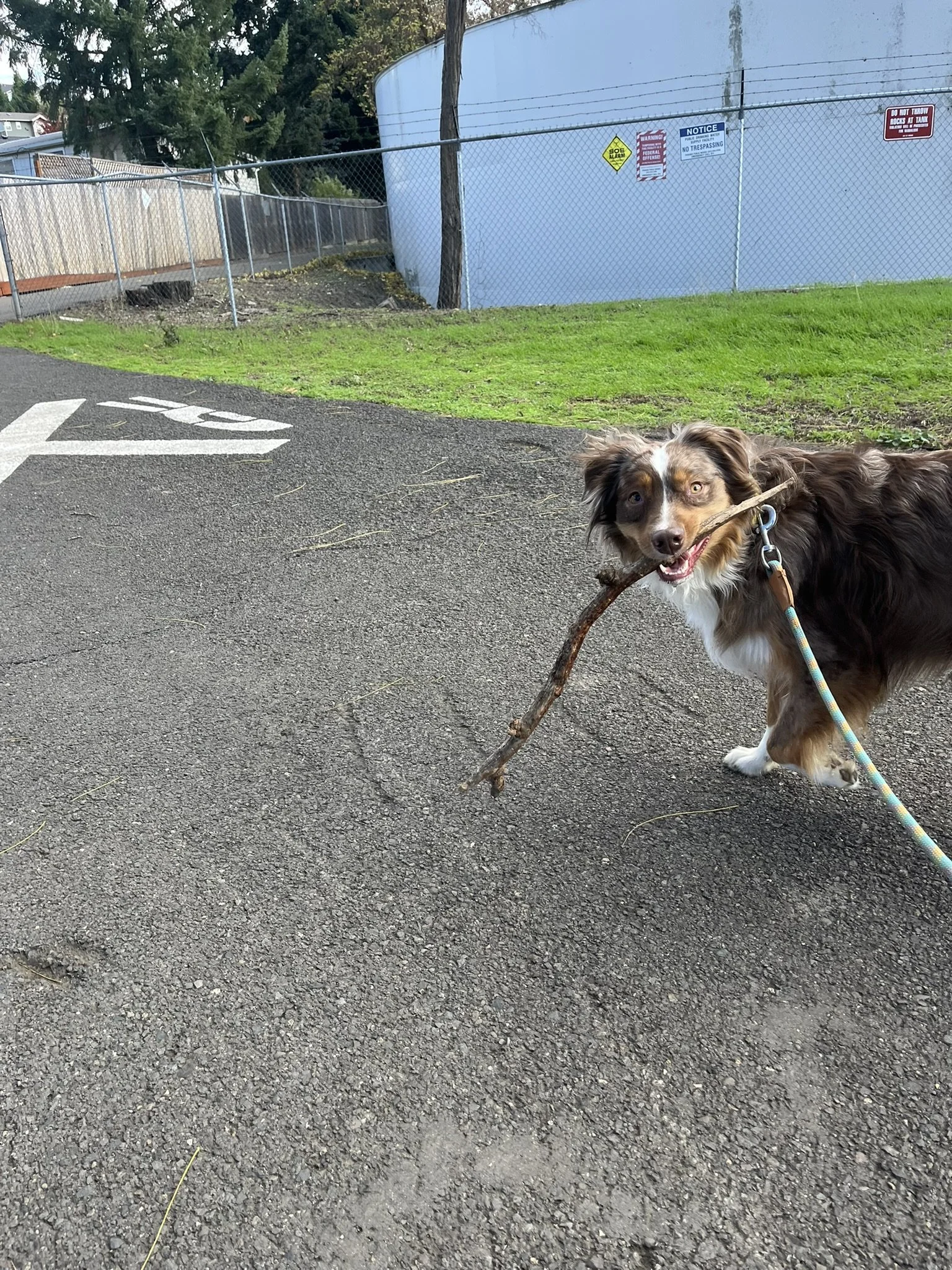 Australian Shepherd on leash at a Corvallis dog park during a Breakout Session with Zoomies Dog Training, Linn-Benton County, OR