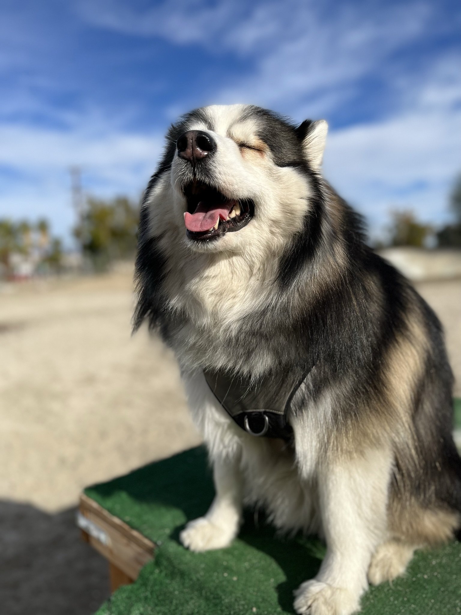 A happy husky mix sitting on a place platform during outdoor dog training — Zoomies Dog Training serves Corvallis, Albany, and Linn-Benton County, OR