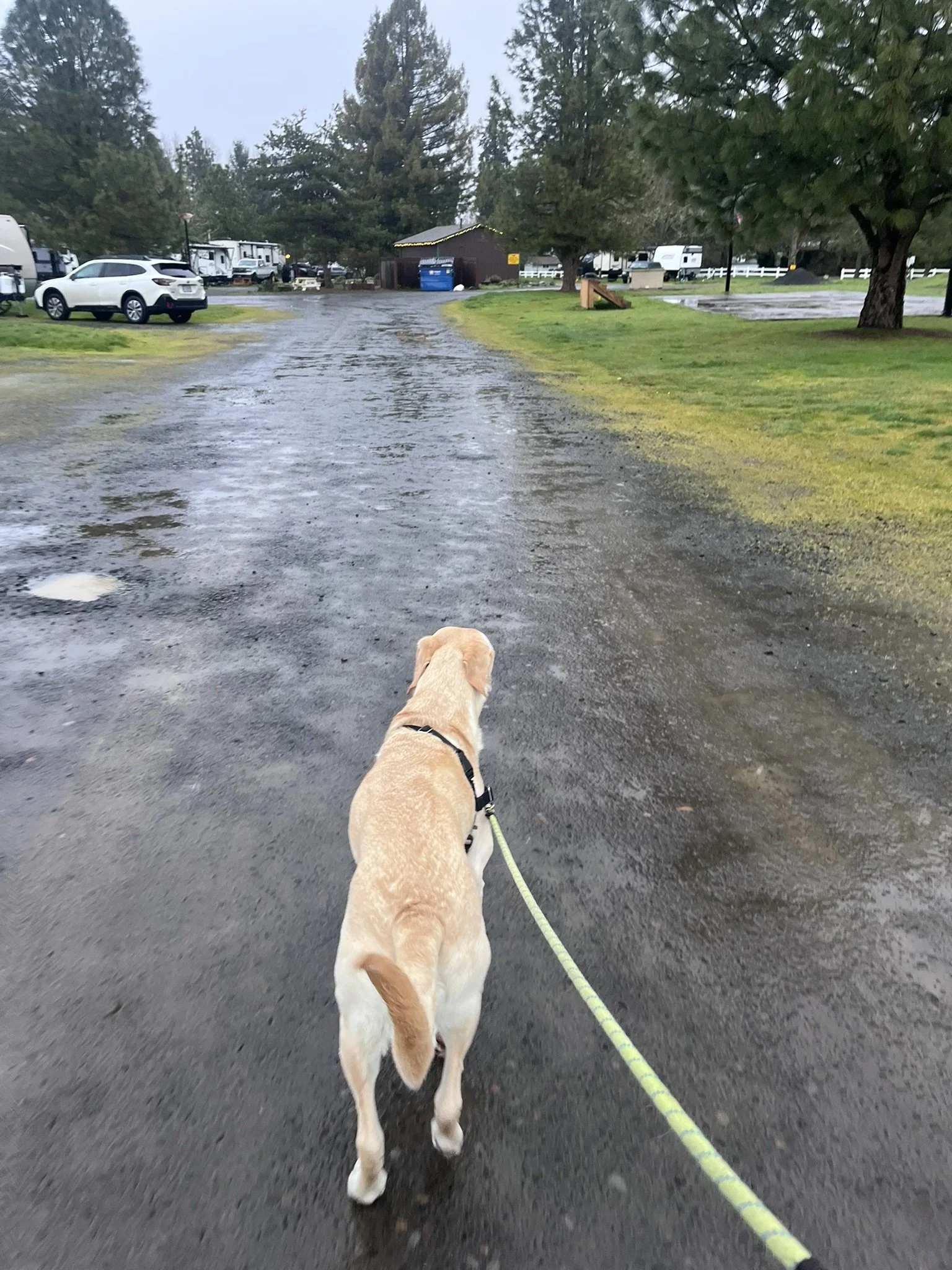 Yellow Labrador learning leash handling skills during a private dog training session with Zoomies Dog Training in Corvallis, OR