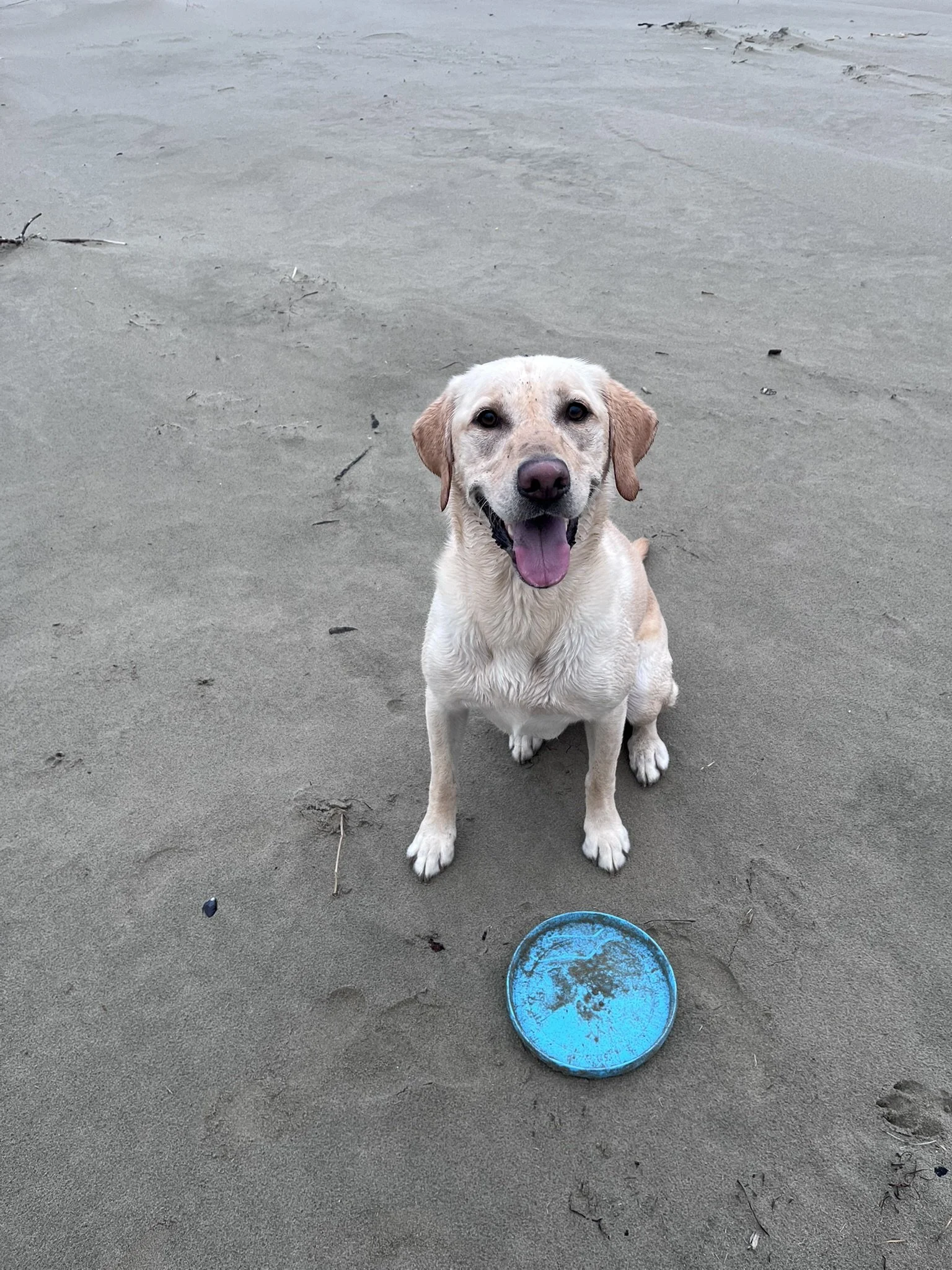Yellow Labrador practicing off-leash basic obedience commands during a Zoomies Dog Training session in Oregon