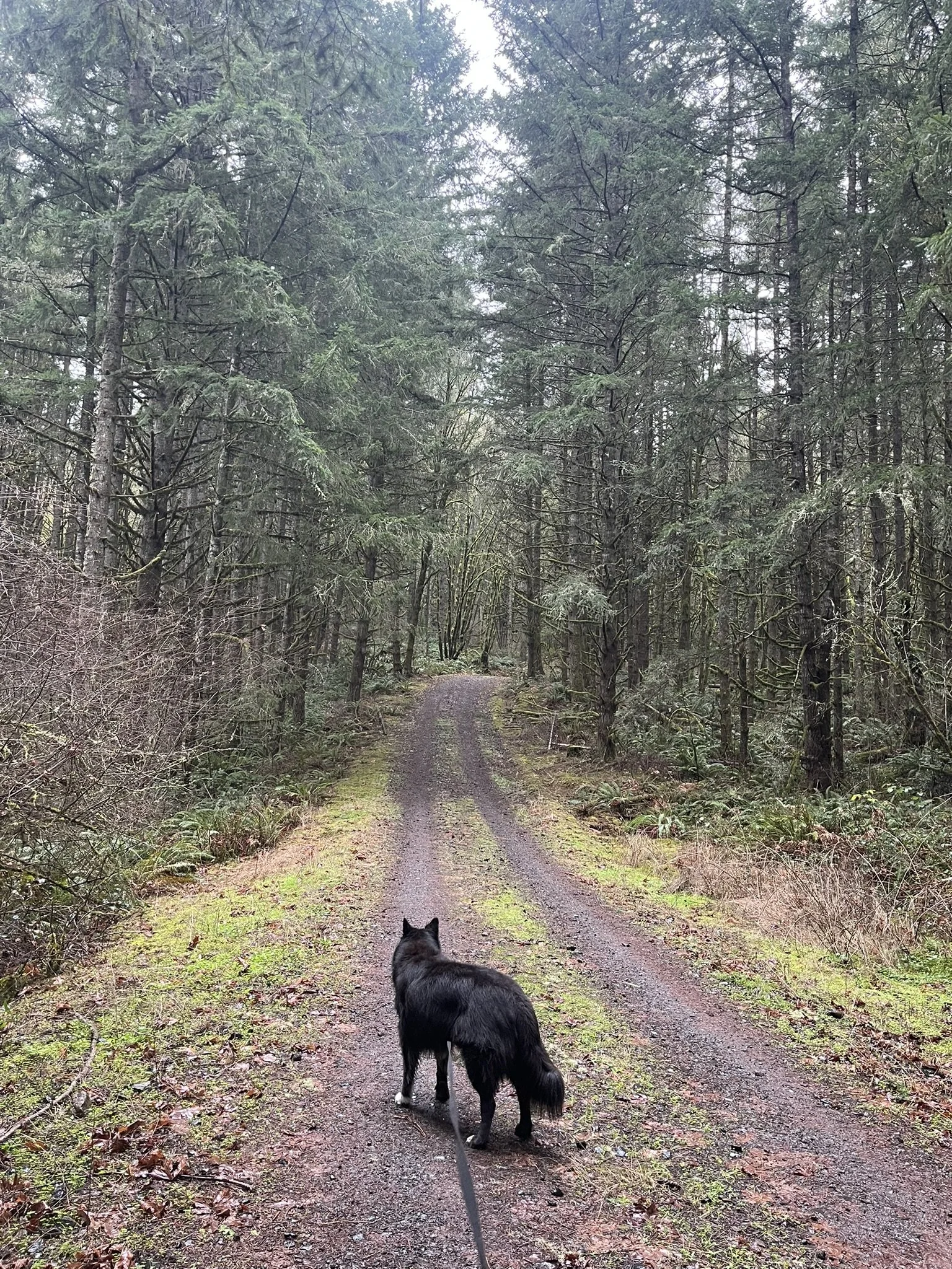 Hazel, a reactive husky mix, on a leash trail hike in Oregon — an example of behavioral progress through Zoomies Dog Training's LIMA-based approach