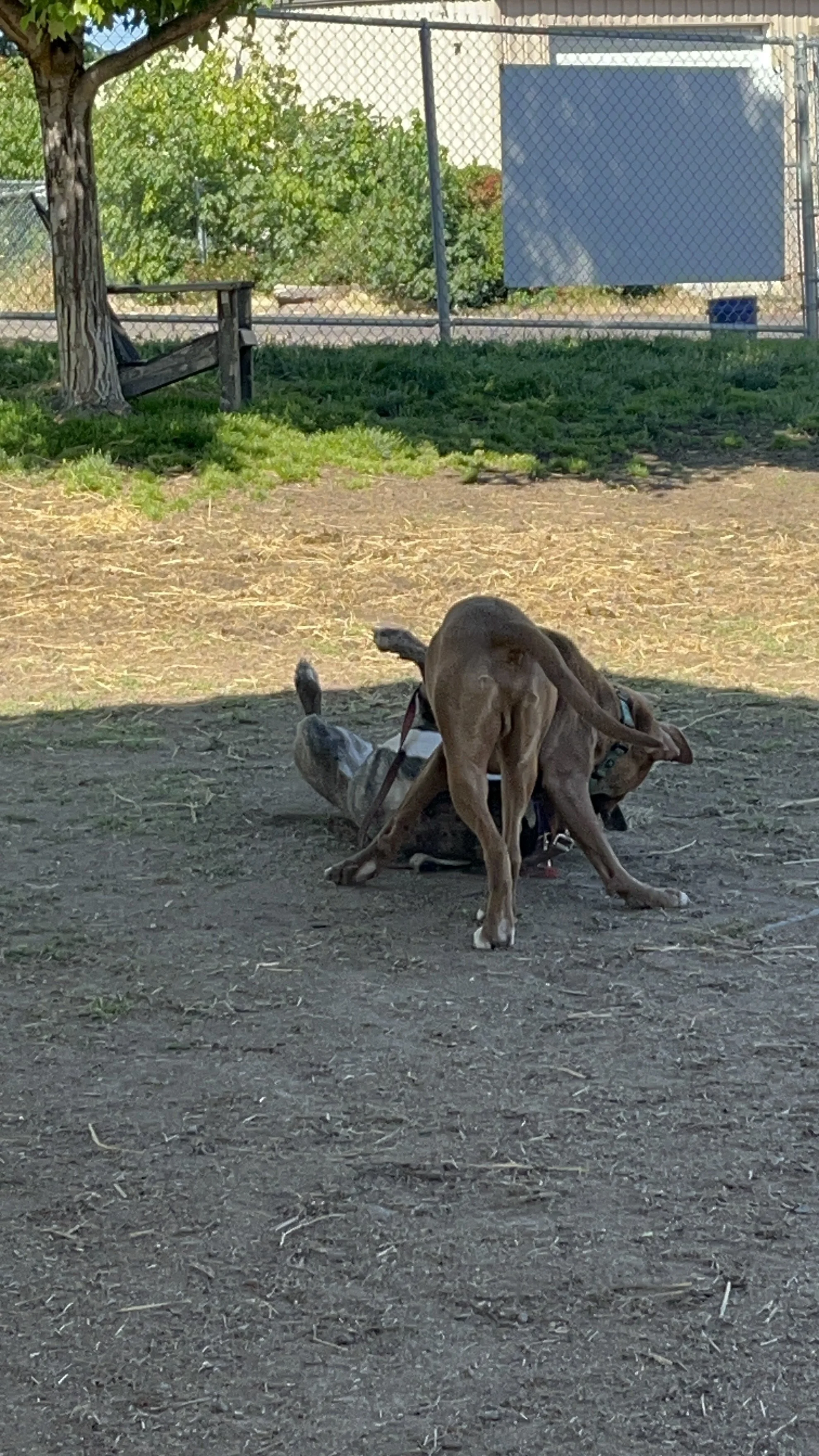 A dog and a person lying on the ground in a park. The dog is standing over the person, who is lying on their back in the dirt.